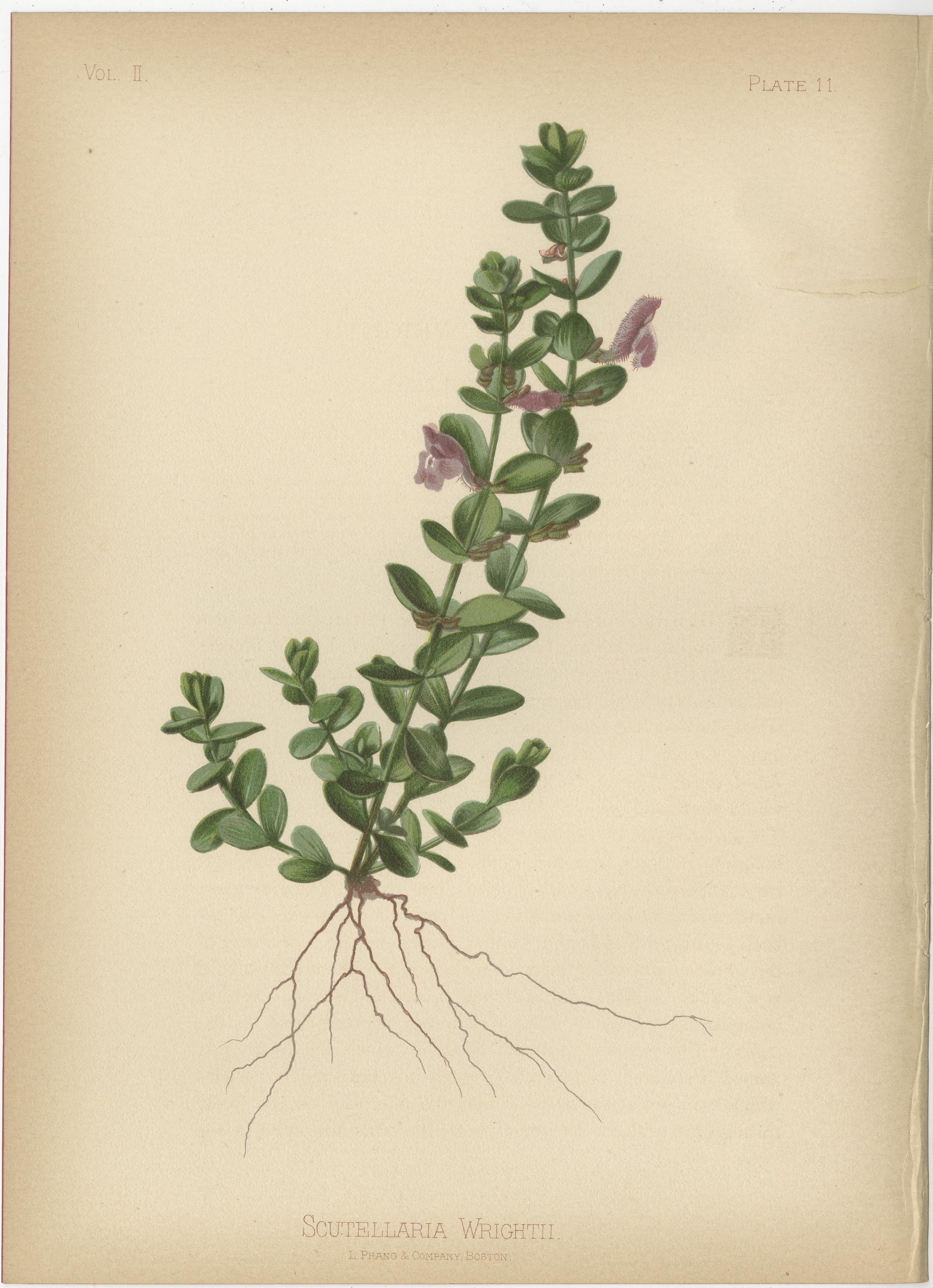 Floral Array: Botanical Chromolithographien von 1879 im Zustand „Relativ gut“ im Angebot in Langweer, NL