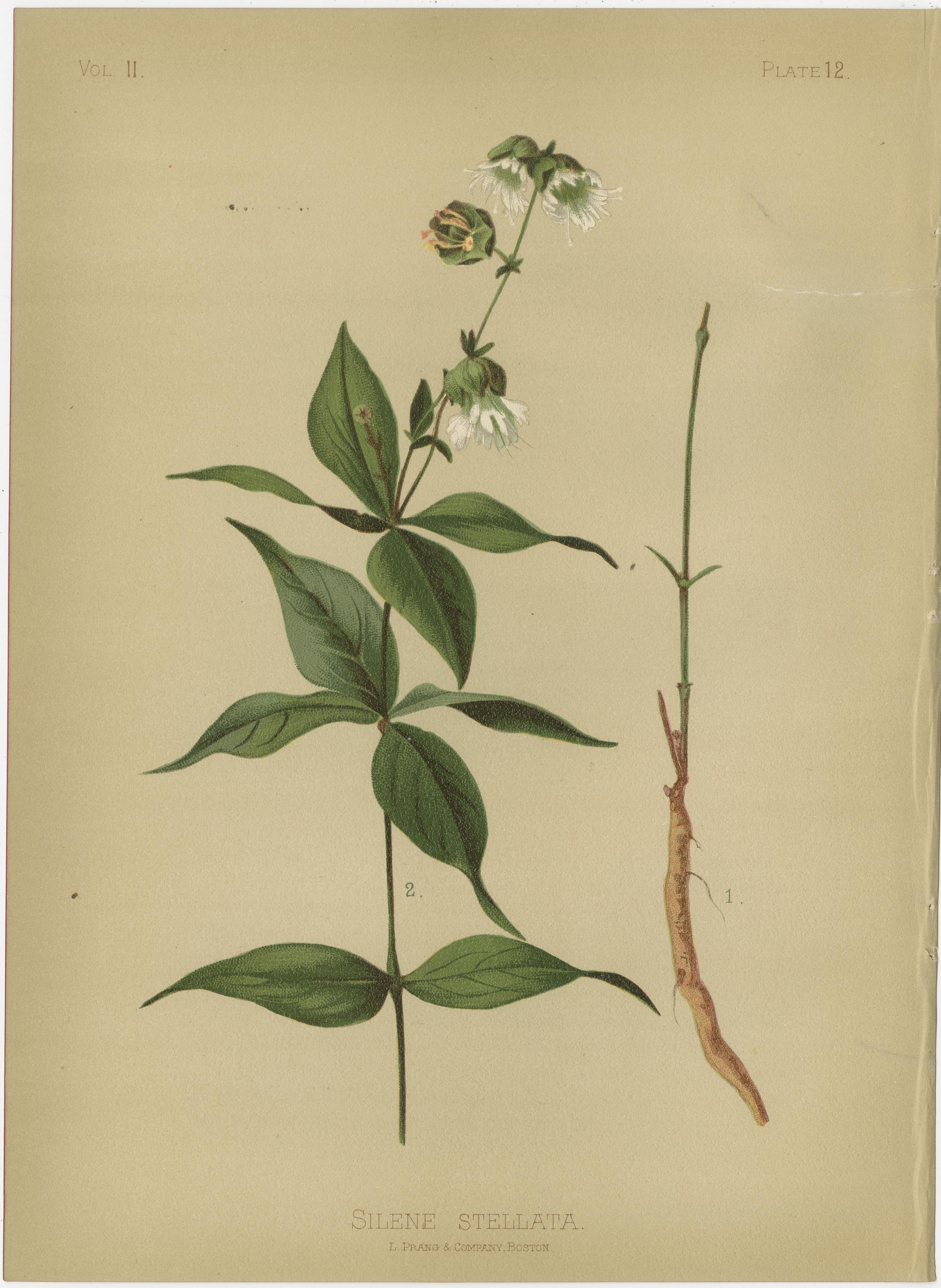 Floral Array: Botanical Chromolithographien von 1879 (Spätes 19. Jahrhundert) im Angebot
