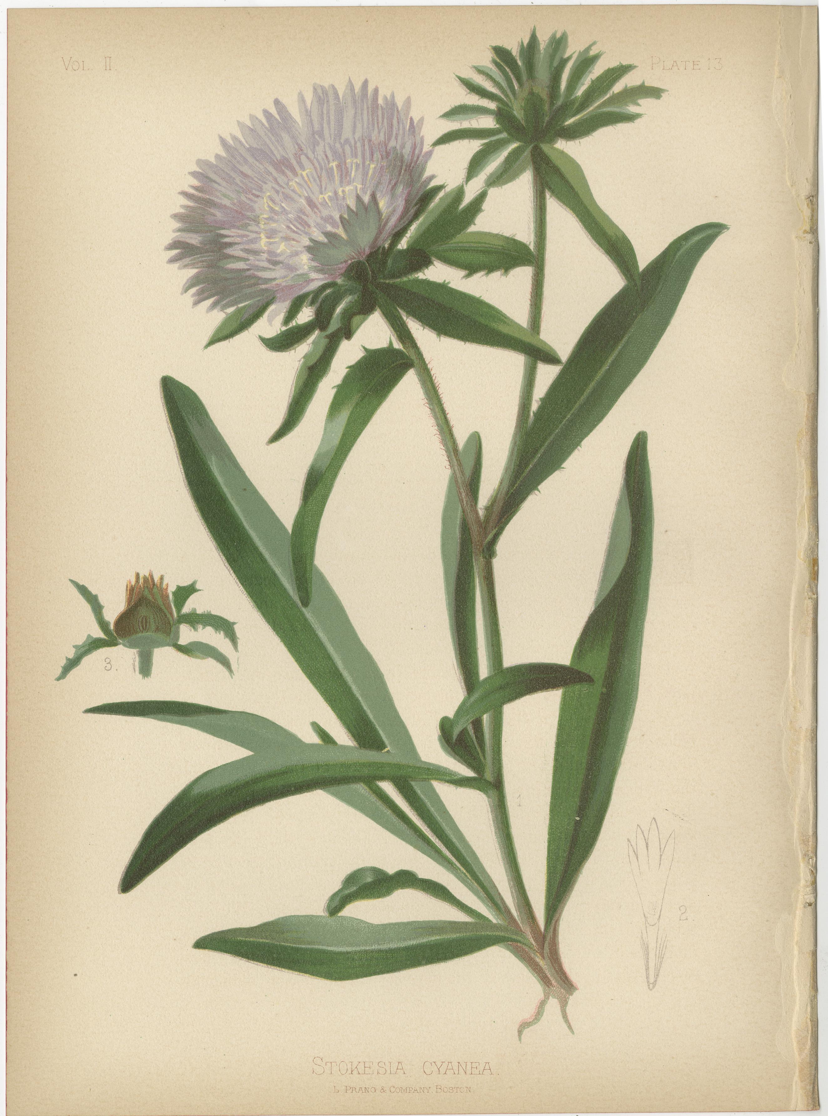 Paper Floral Array: Botanical Chromolithographs of 1879 For Sale