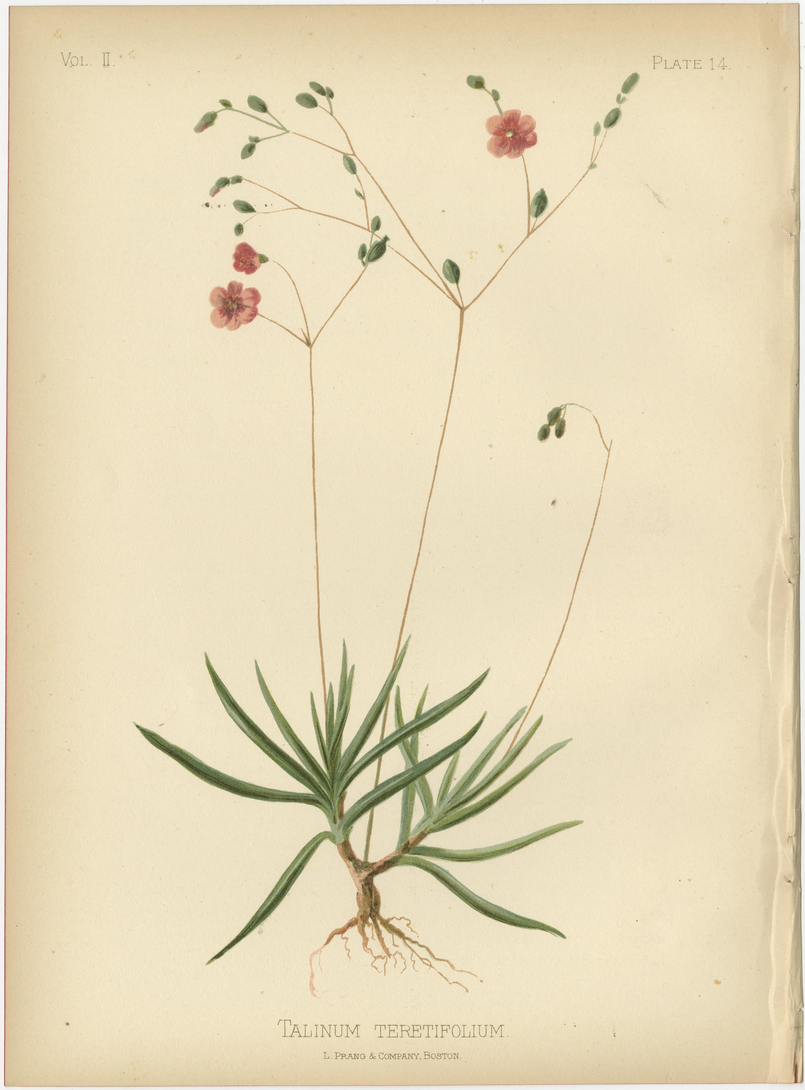 Floral Array: Botanical Chromolithographien von 1879 im Angebot 1