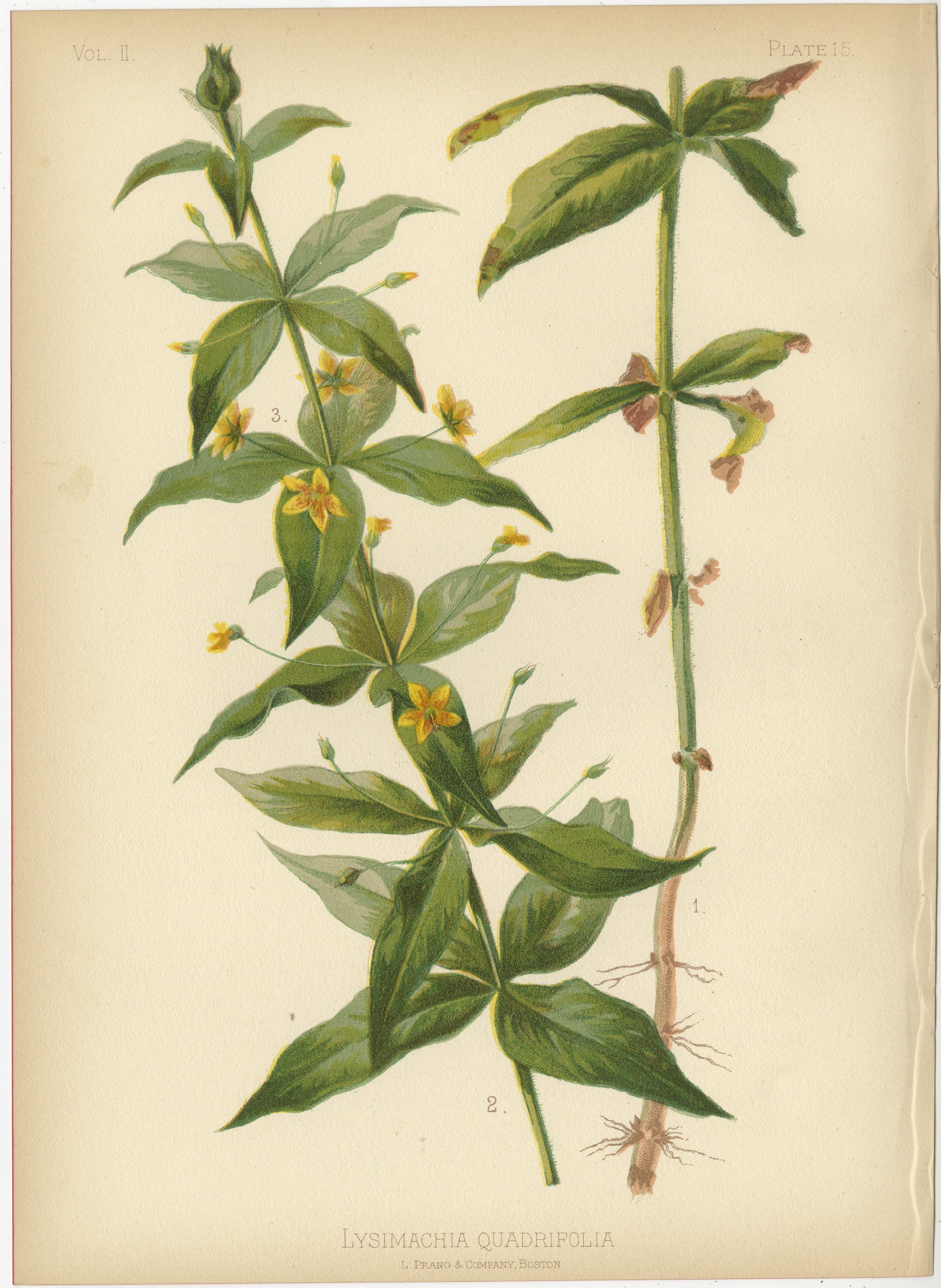 Floral Array: Botanical Chromolithographien von 1879 im Angebot 2
