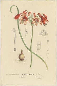 Floral Collection: Coral Drops, Prairie Gentian, Monkey Orchid, Bellflower, 1875