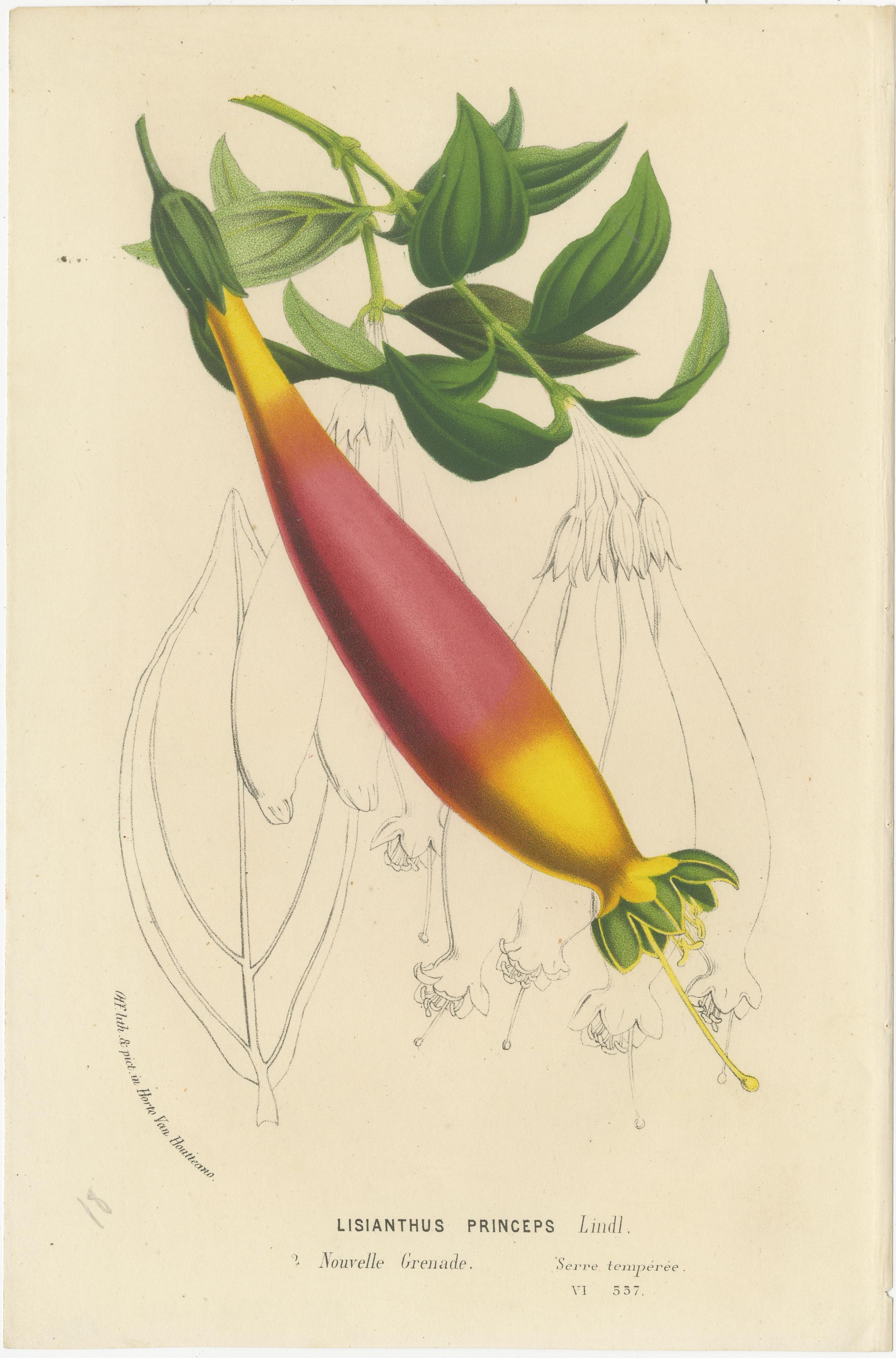 Floral Collection: Coral Drops, Prairie Gentian, Monkey Orchid, Bellflower, 1875 In Good Condition For Sale In Langweer, NL