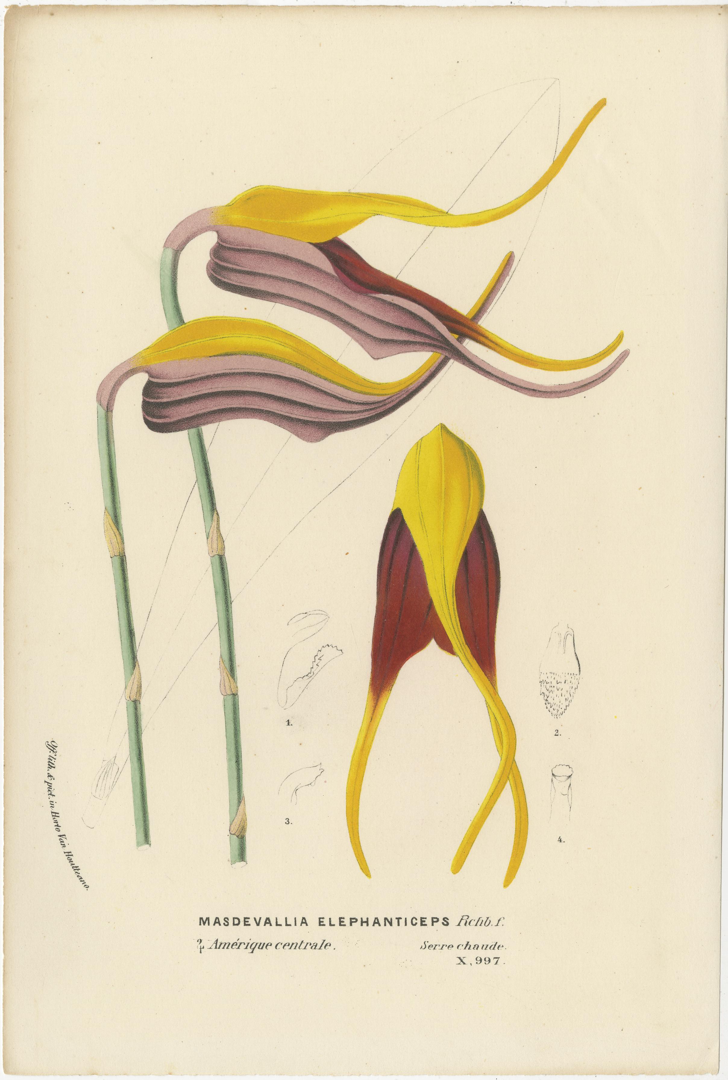 Late 19th Century Floral Collection: Coral Drops, Prairie Gentian, Monkey Orchid, Bellflower, 1875 For Sale