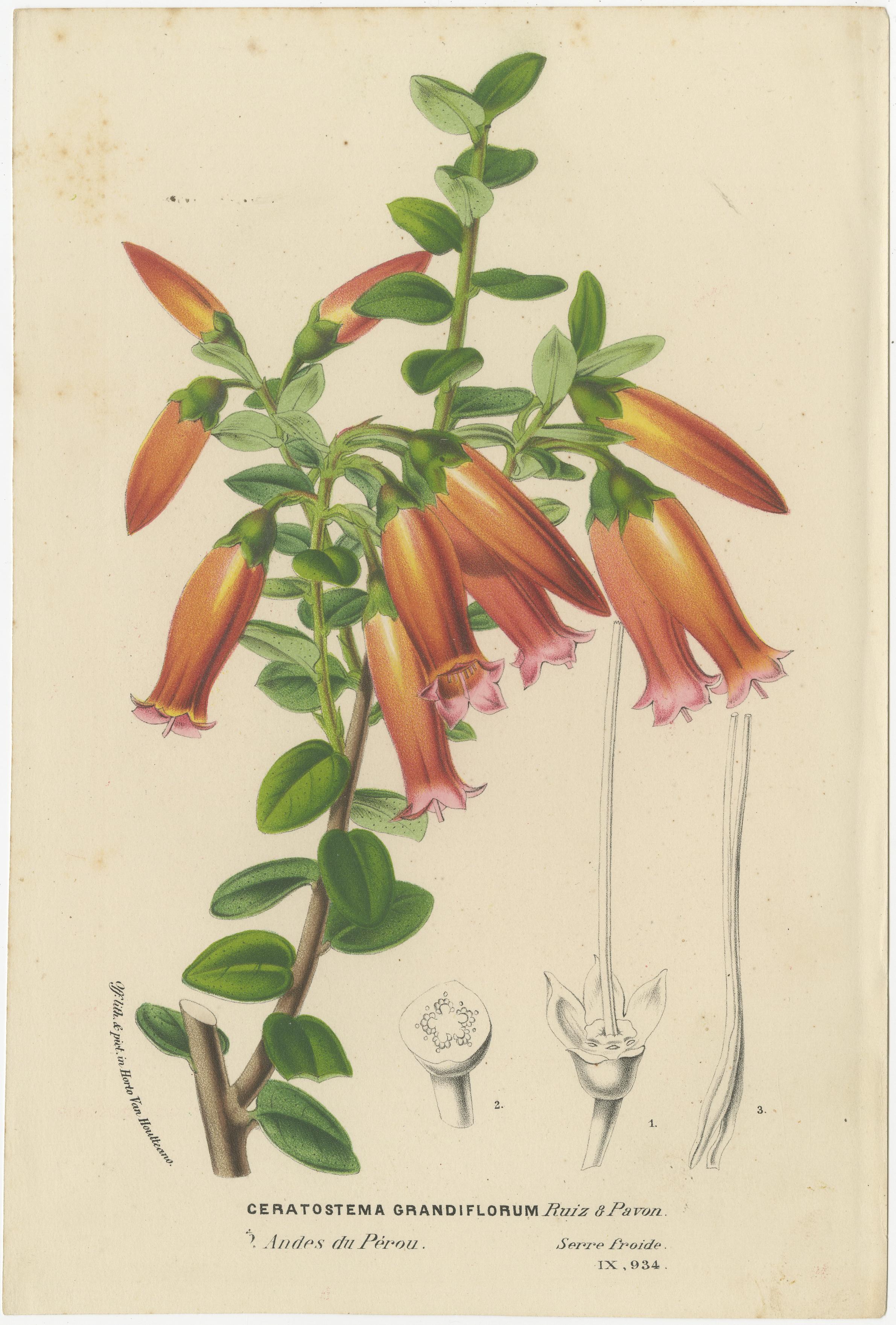 Paper Floral Collection: Coral Drops, Prairie Gentian, Monkey Orchid, Bellflower, 1875 For Sale