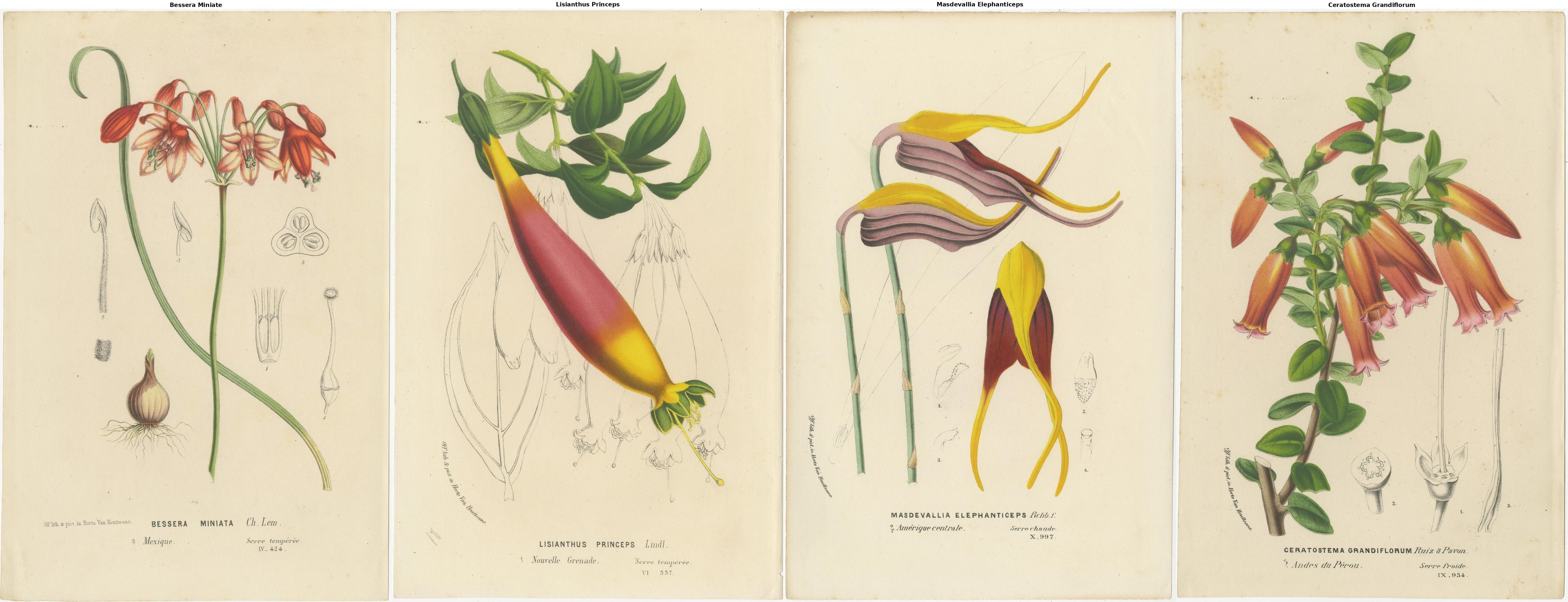 Floral Collection: Coral Drops, Prairie Gentian, Monkey Orchid, Bellflower, 1875 For Sale 1