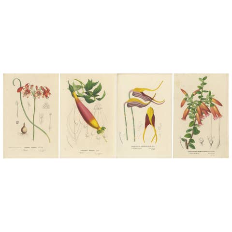 Floral Collection: Coral Drops, Prairie Gentian, Monkey Orchid, Bellflower, 1875