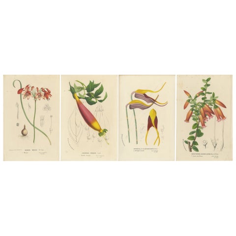 Floral Collection: Coral Drops, Prairie Gentian, Monkey Orchid, Bellflower, 1875