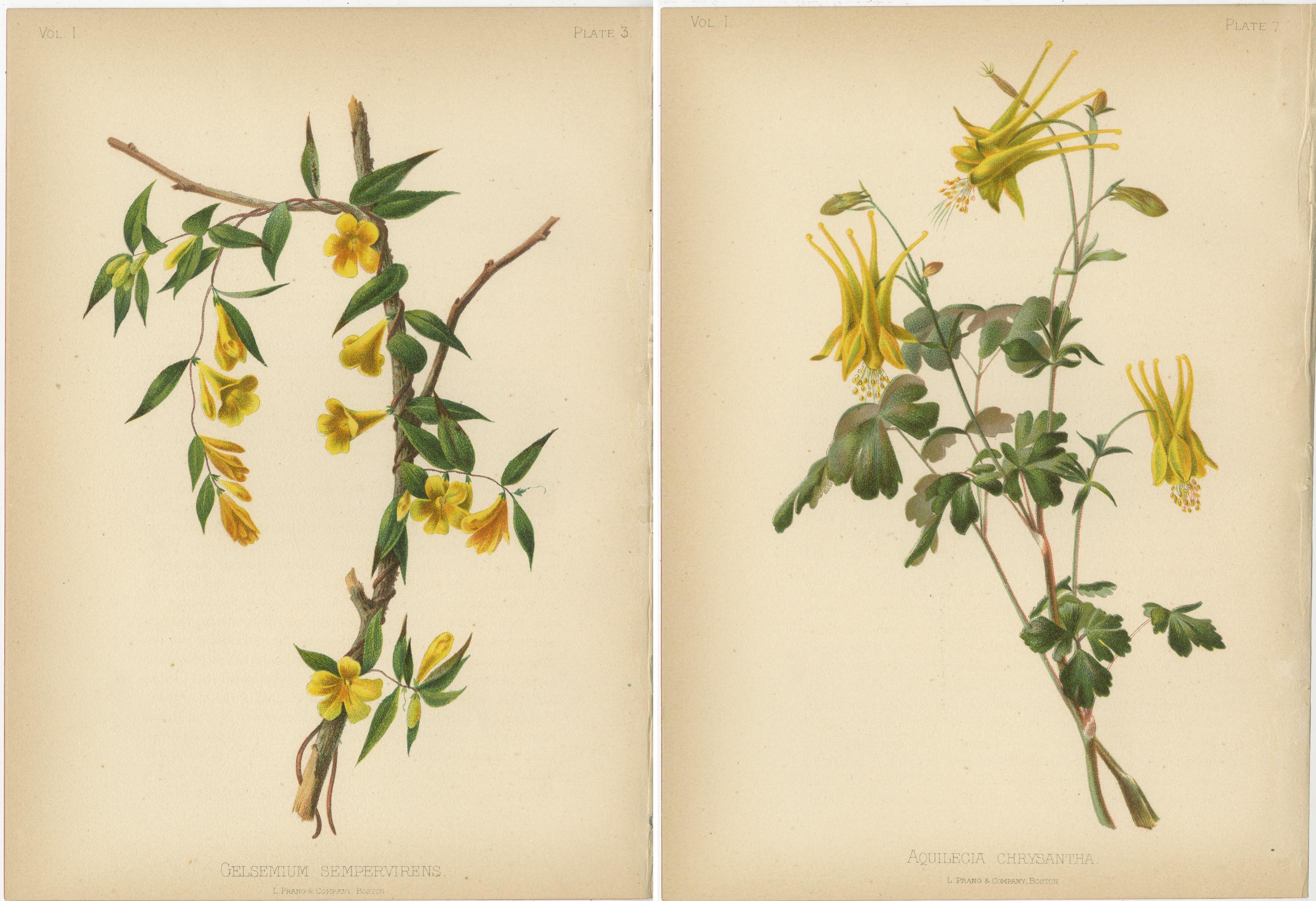 Floral Delights: A Pair of North American Wildflowers, 1879 1