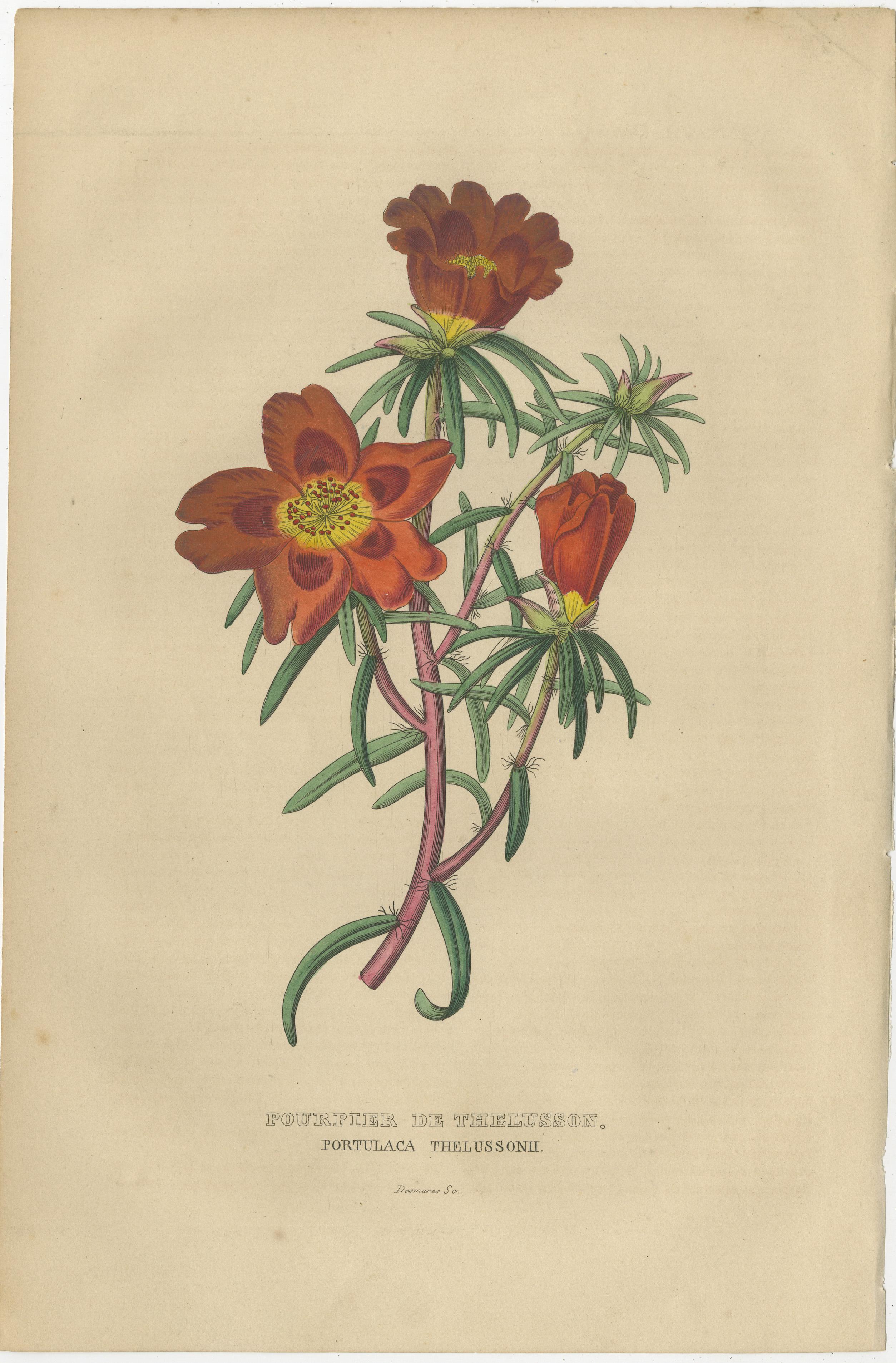 The engravings presented here are exquisite botanical illustrations from the 'Dictionnaire Classique des Sciences Naturelles', an authoritative work published in Brussels in 1845 under the editorship of the Belgian naturalist Pierre Auguste Joseph