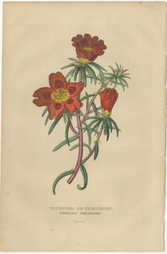 Floral Elegance: A Collection of Hand-Colored Engravings from 1845