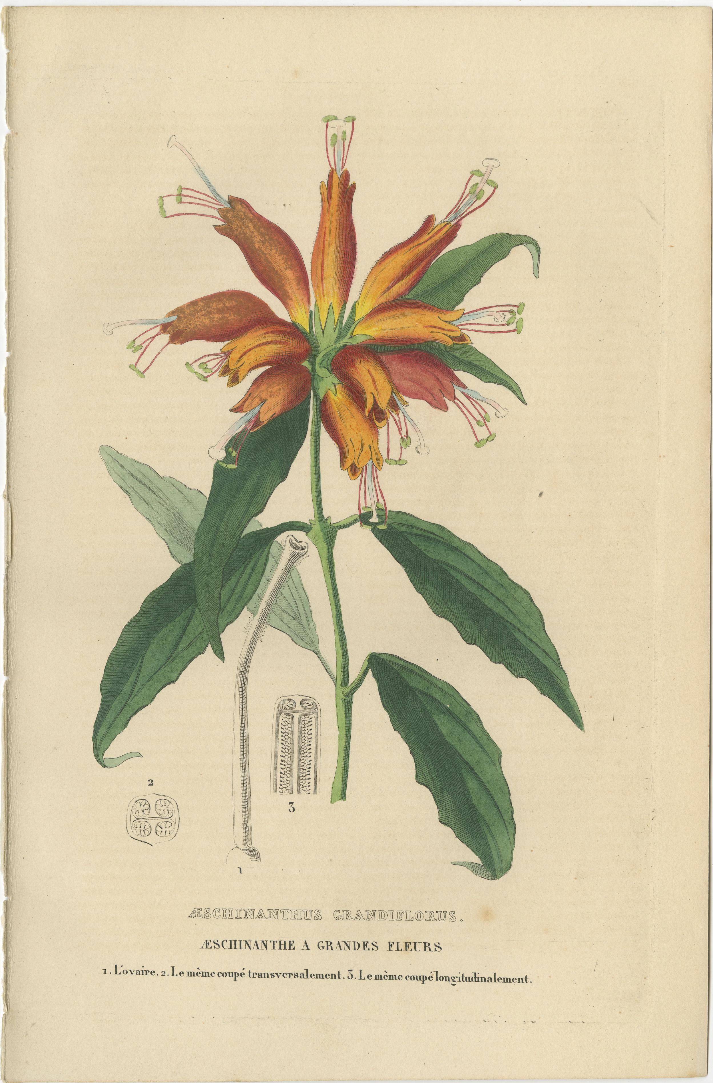 Engraved Floral Elegance: A Collection of Hand-Colored Engravings from 1845 For Sale