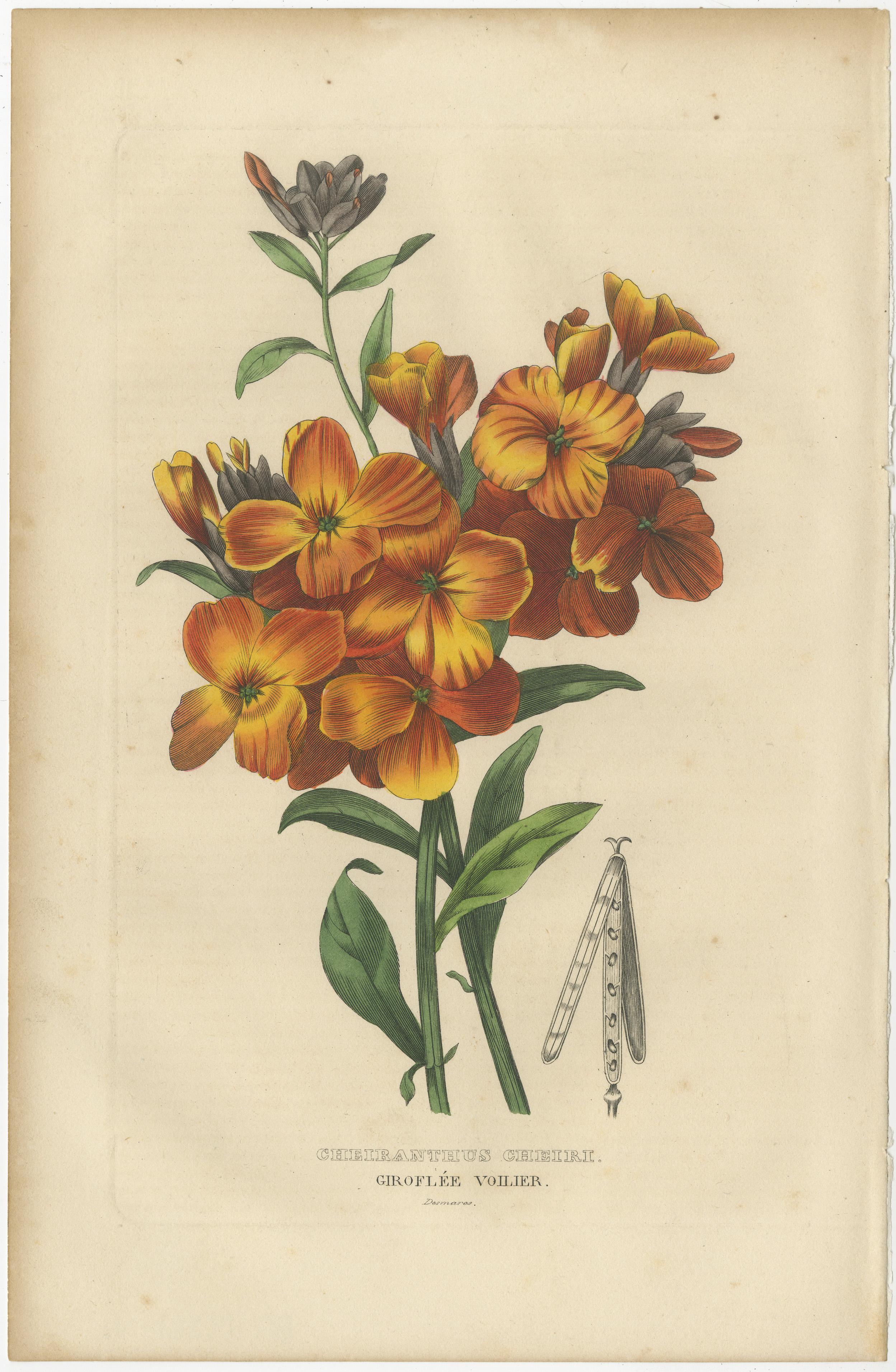 Floral Elegance: Eine Kollektion handkolorierter Gravuren aus dem Jahr 1845 im Zustand „Gut“ im Angebot in Langweer, NL