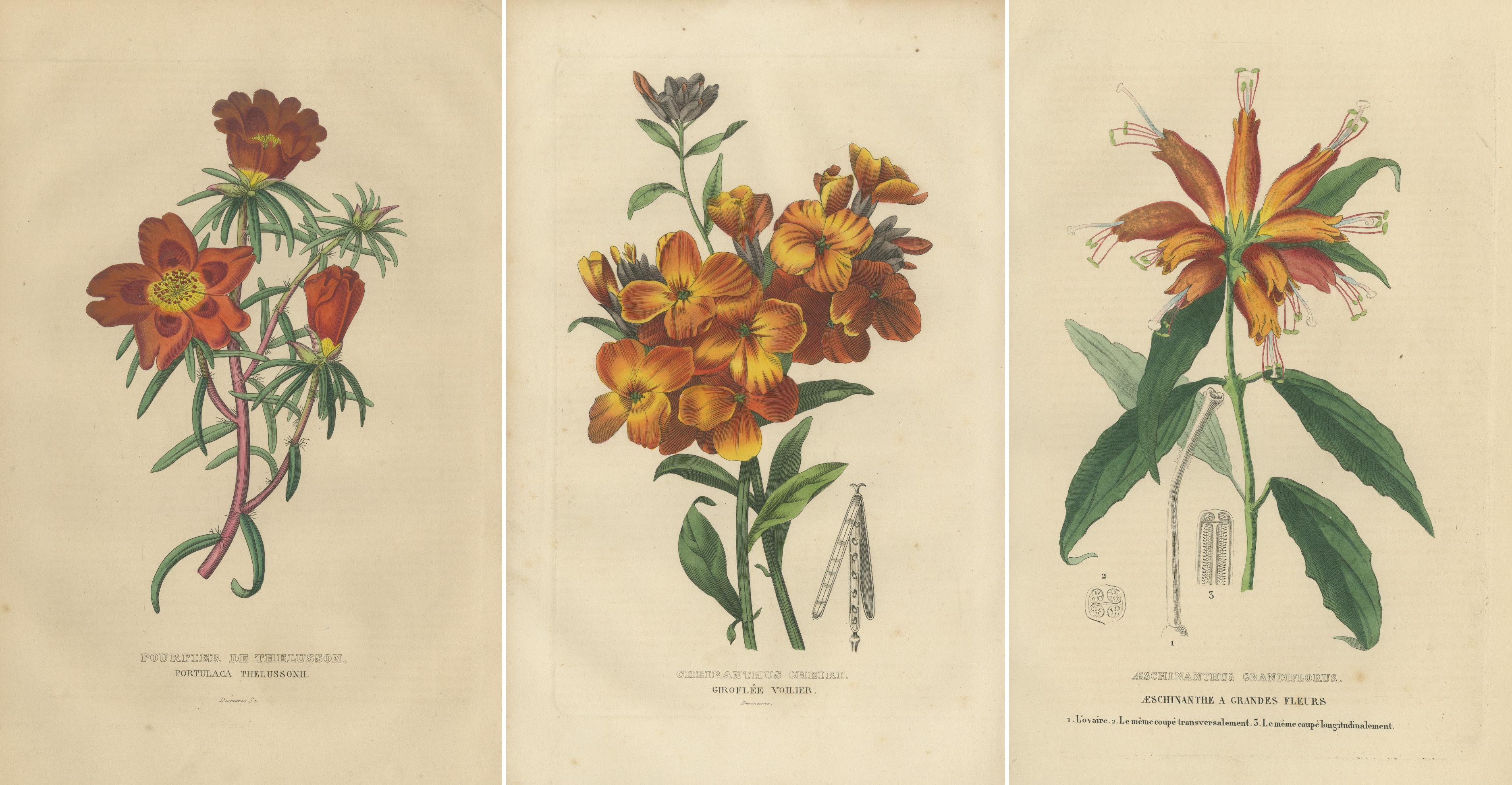 Late 19th Century Floral Elegance: A Collection of Hand-Colored Engravings from 1845 For Sale