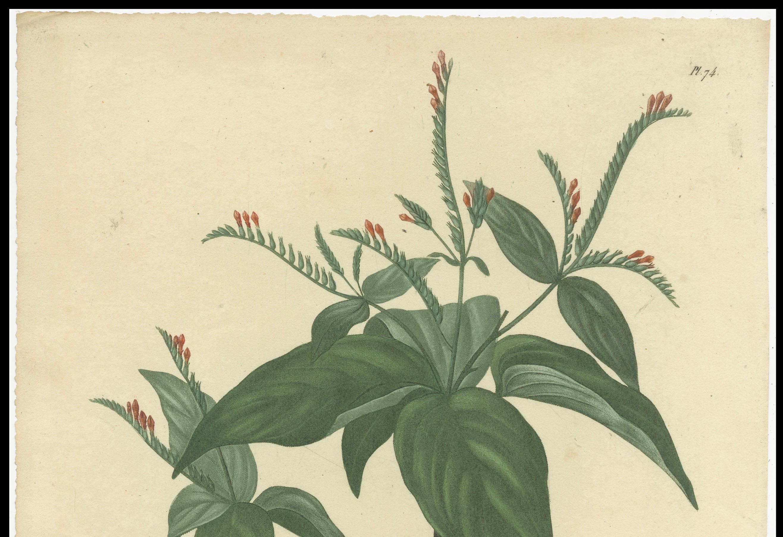 Antique botanical print titled 'Spigelia Anthelminthique'. This print shows the a Spigelia species, pinkroot is a common name for plants in this genus. Spigelia is a genus of flowering plants in the family Loganiaceae. It contains around 60 species,