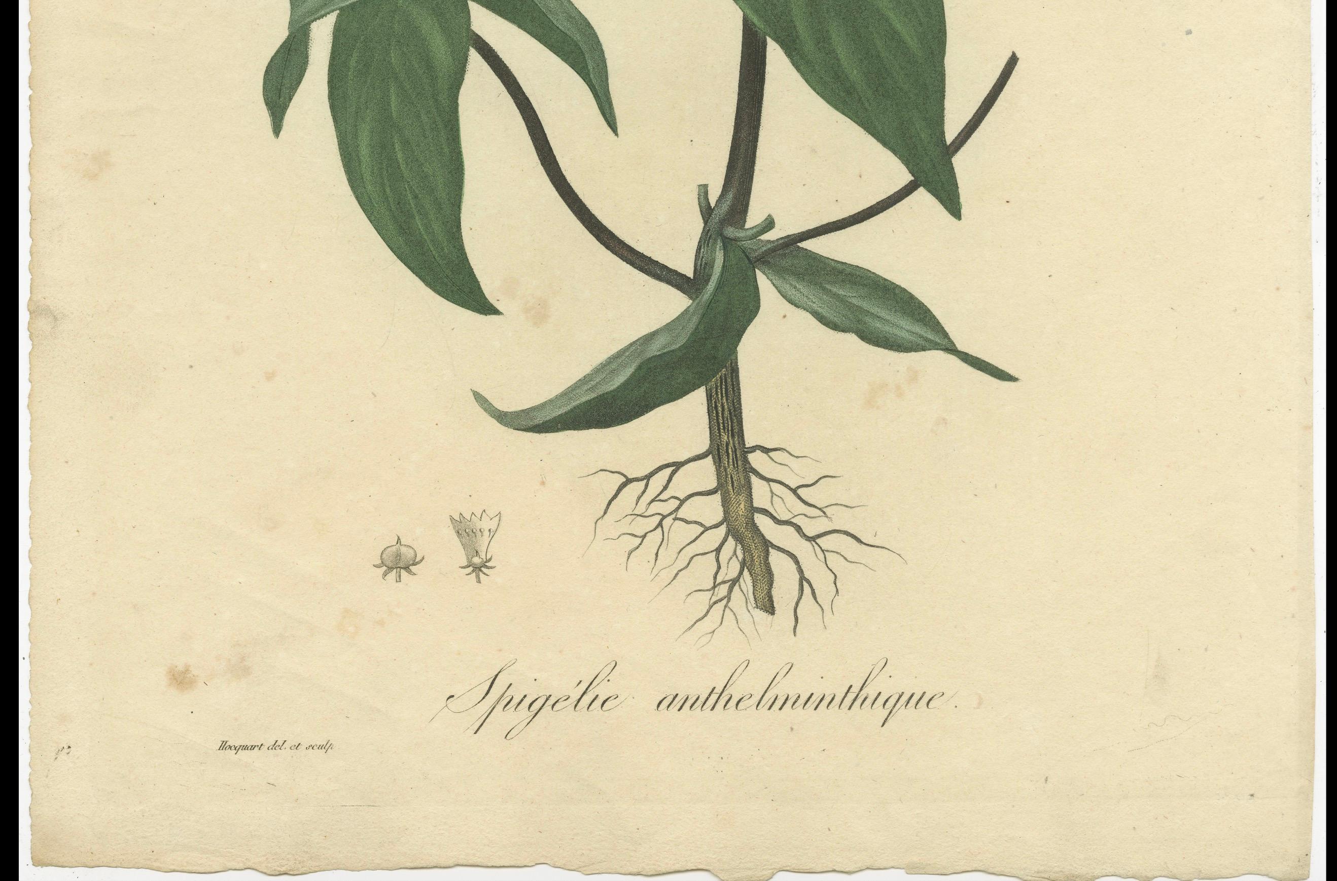 Floral Elegance of the Americas: A Botanical Print of a Spigelia Species, c.1821 In Fair Condition For Sale In Langweer, NL