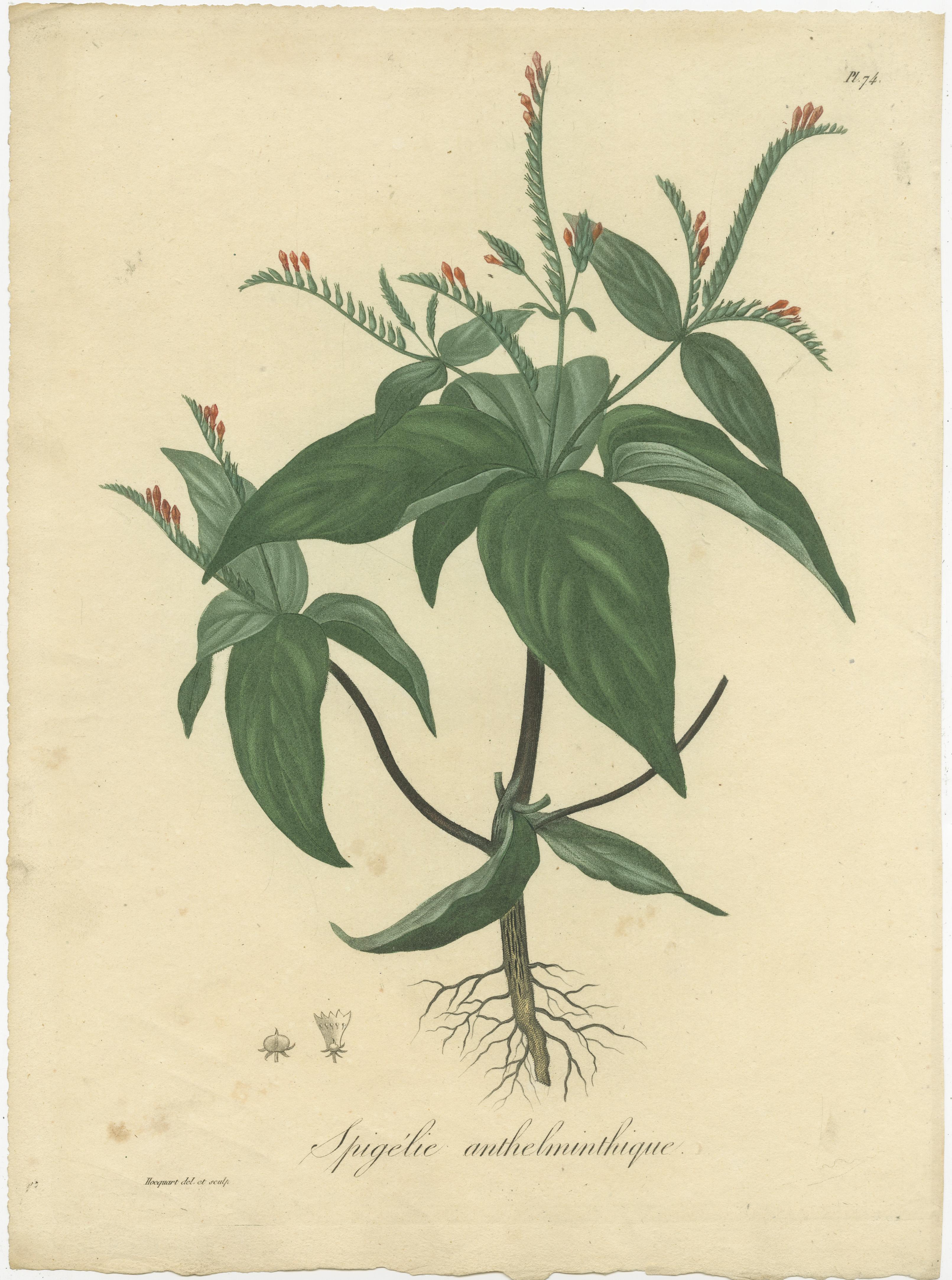 19th Century Floral Elegance of the Americas: A Botanical Print of a Spigelia Species, c.1821 For Sale