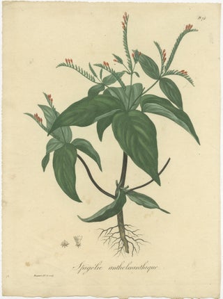 Floral Elegance of the Americas: A Botanical Print of a Spigelia Species, c.1821, view 5