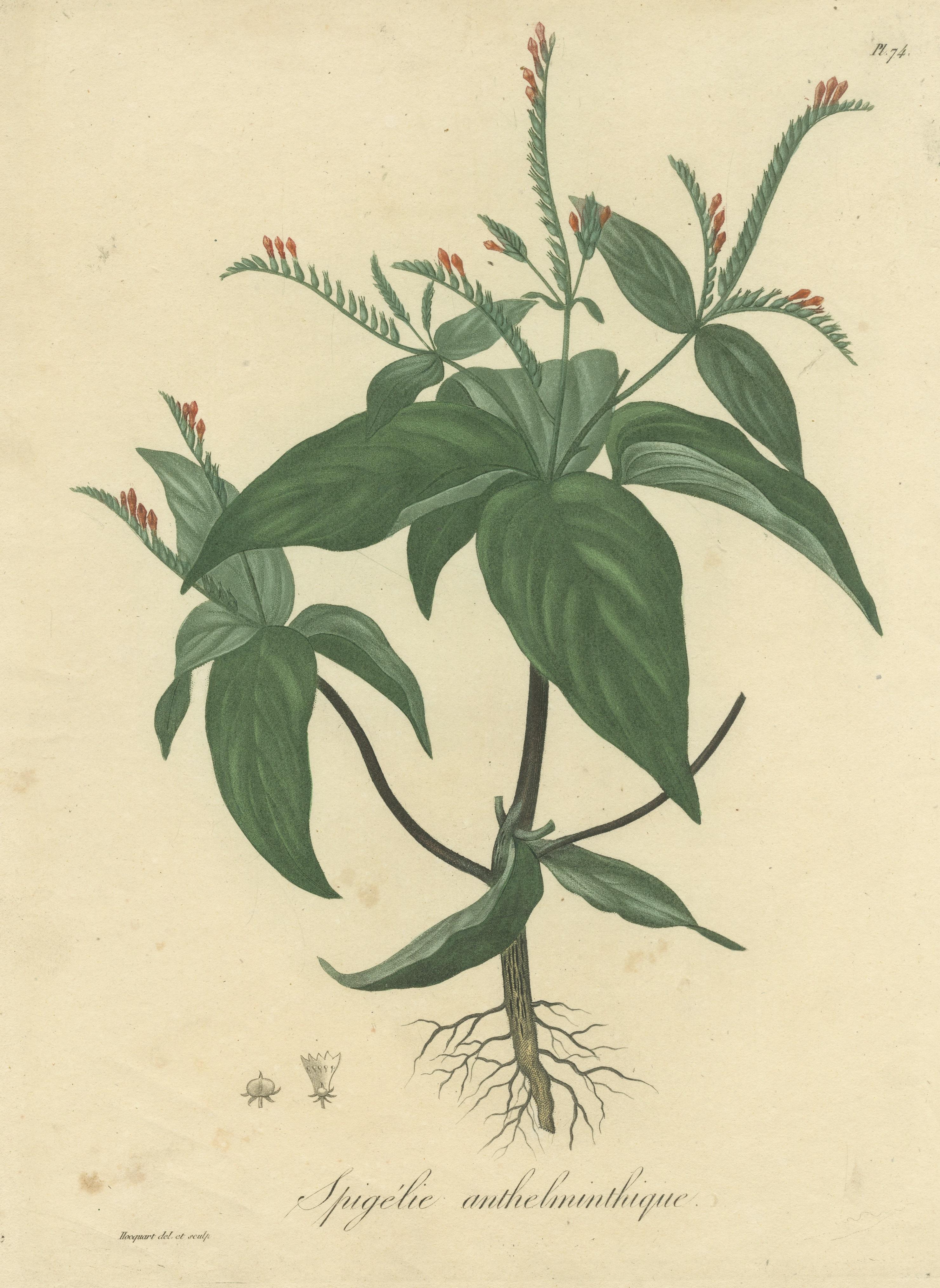 Paper Floral Elegance of the Americas: A Botanical Print of a Spigelia Species, c.1821 For Sale