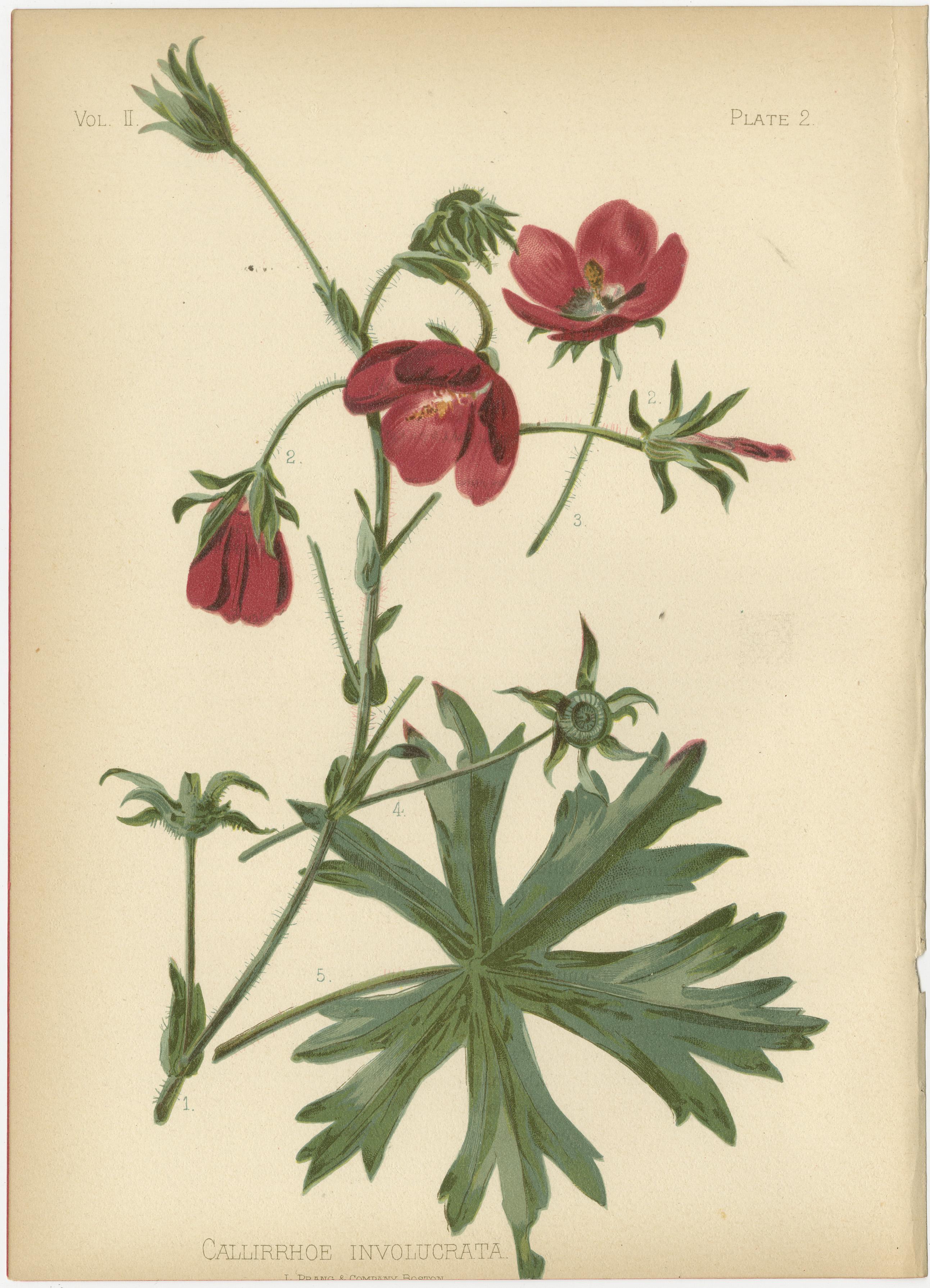 The offer  contains a collection of six original antique botanical illustrations, each depicting a different plant species. Here's a description of each flower, as typically represented in botanical artwork from the period of Thomas Meehan's
