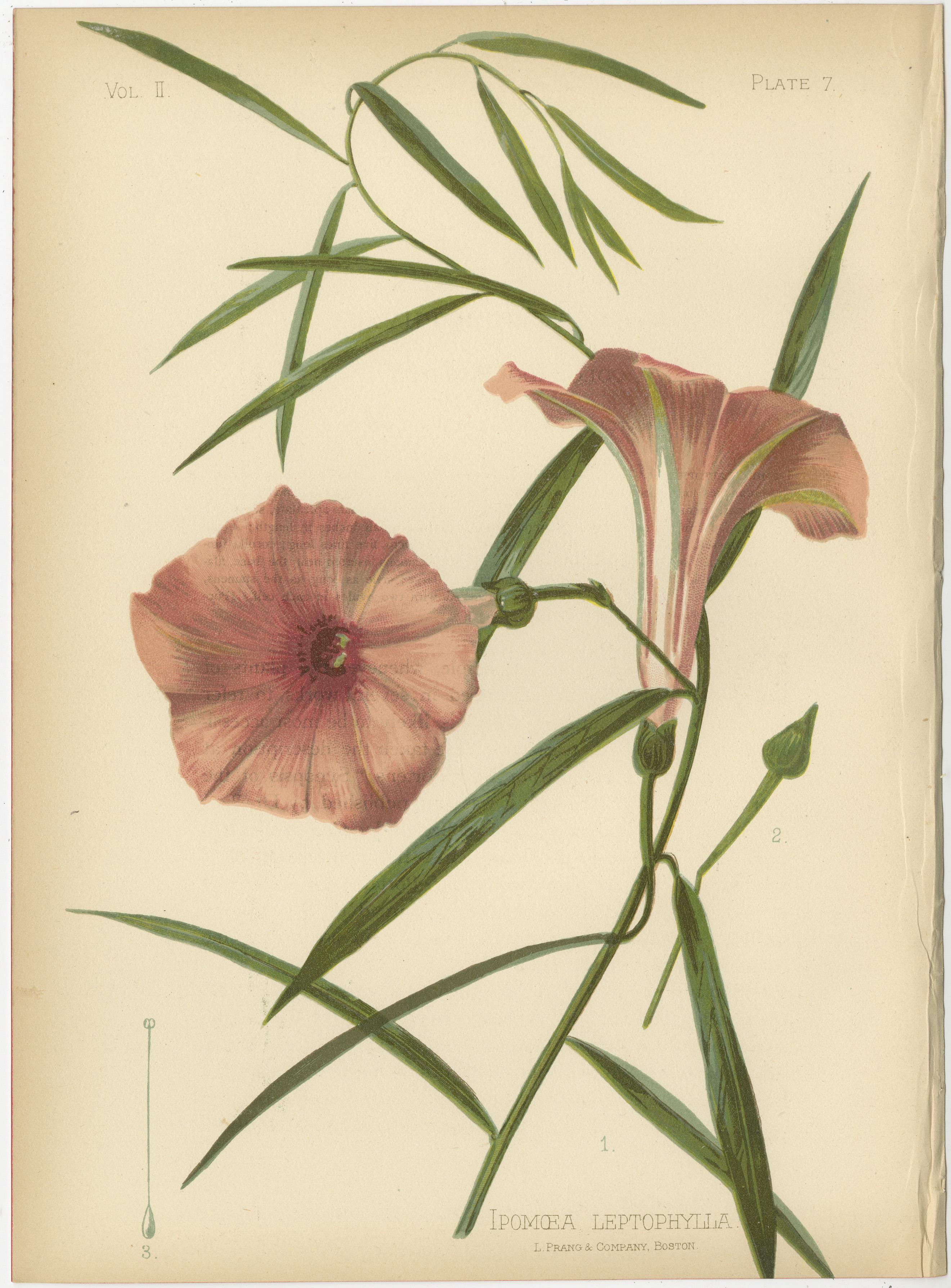 Floral Heritage of the United States: 1879 Chromolithograph Collection 2