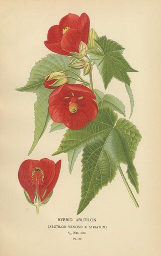 Floral Masterpieces: A Collection of 19th-Century Horticultural Art, 1896, view 2
