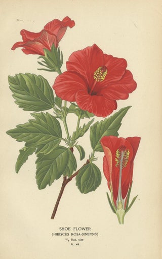 Floral Masterpieces: A Collection of 19th-Century Horticultural Art, 1896, view 3