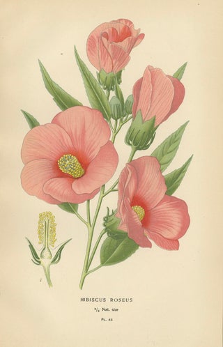 Floral Masterpieces: A Collection of 19th-Century Horticultural Art, 1896, view 4