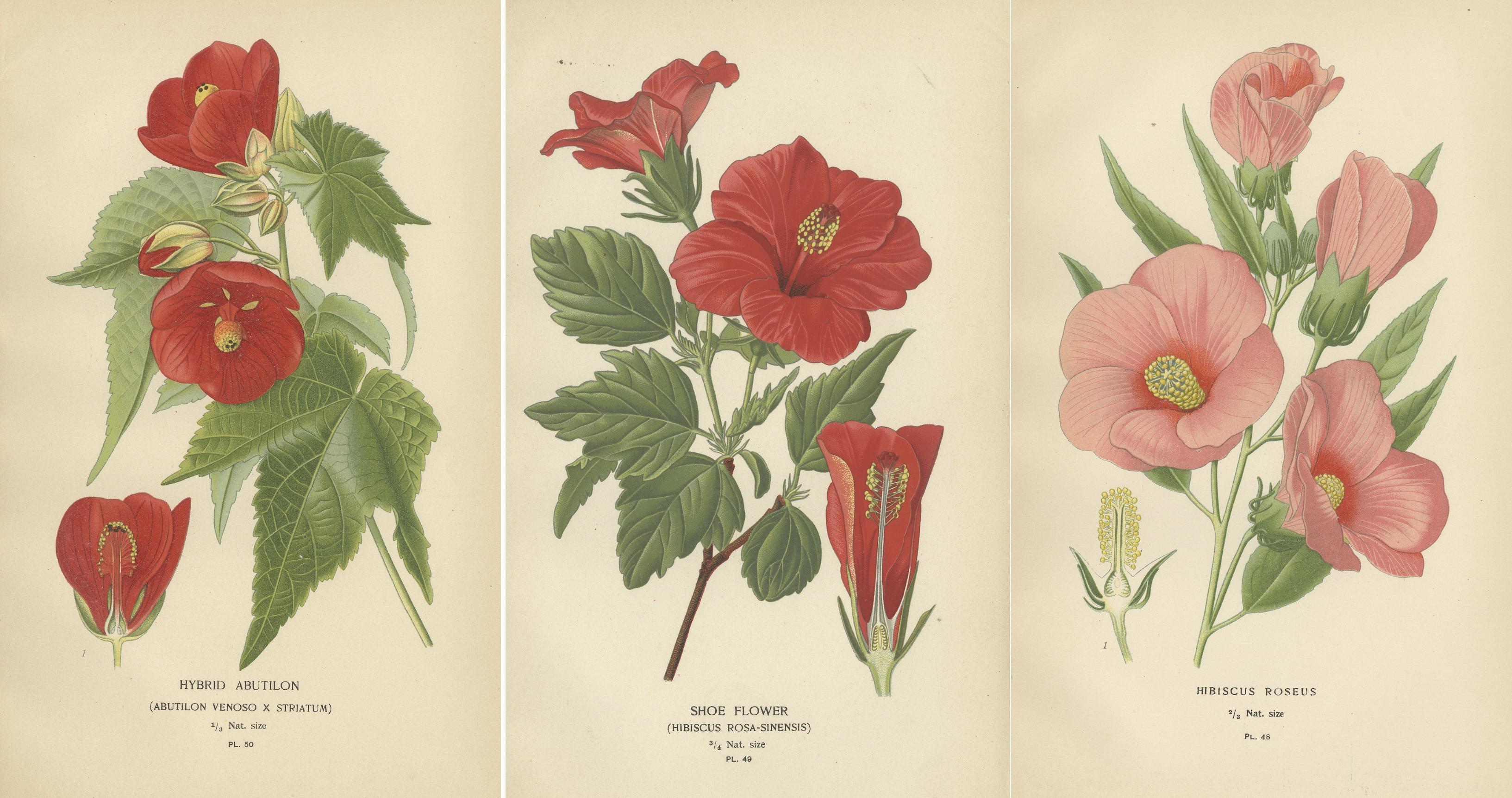 Paper Floral Masterpieces: A Collection of 19th-Century Horticultural Art, 1896 For Sale