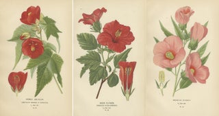 Floral Masterpieces: A Collection of 19th-Century Horticultural Art, 1896, view 5