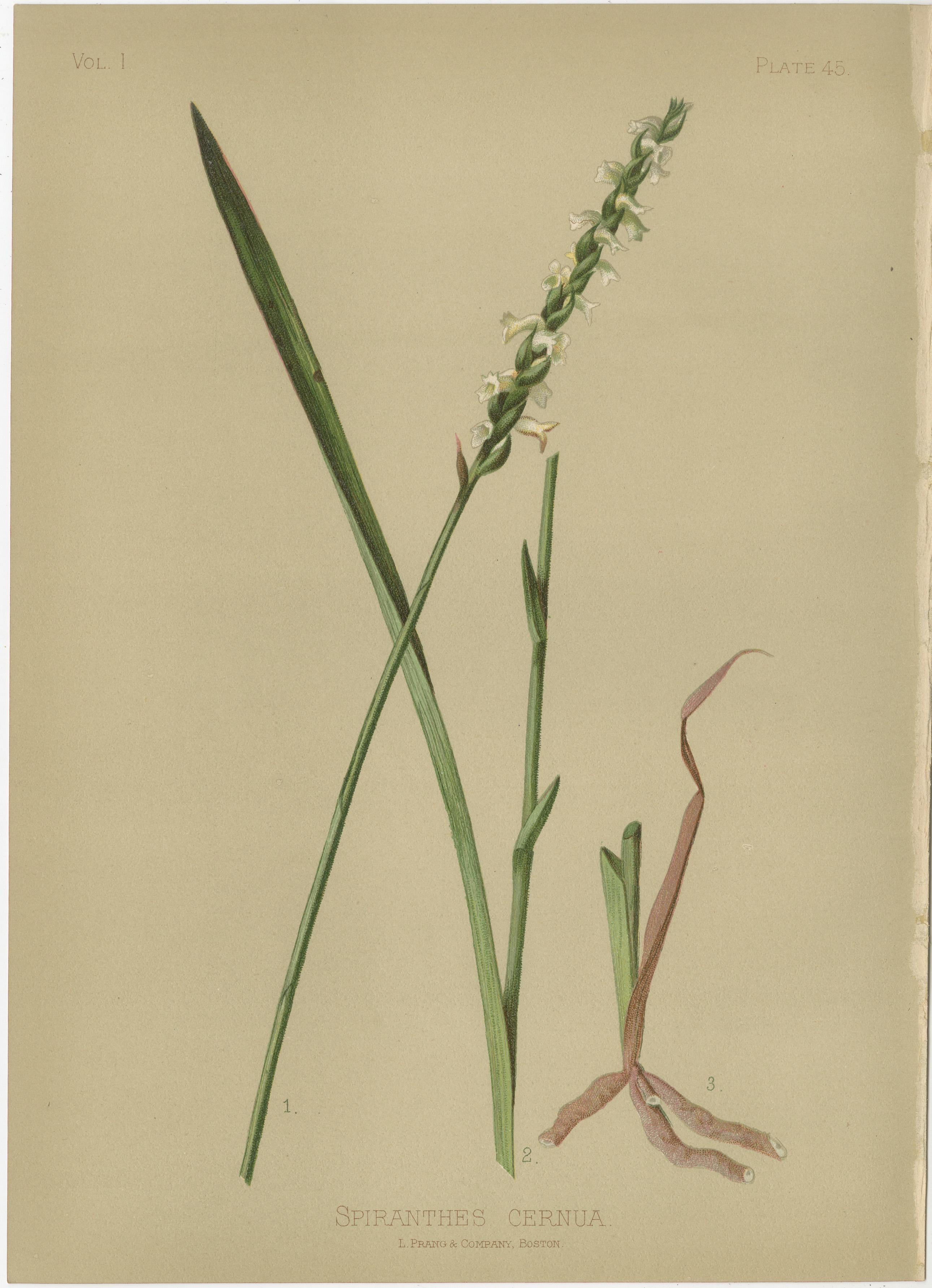Floral Symmetry: Euphorbia and Spiranthes in Chromolithograph, 1879 In Good Condition In Langweer, NL