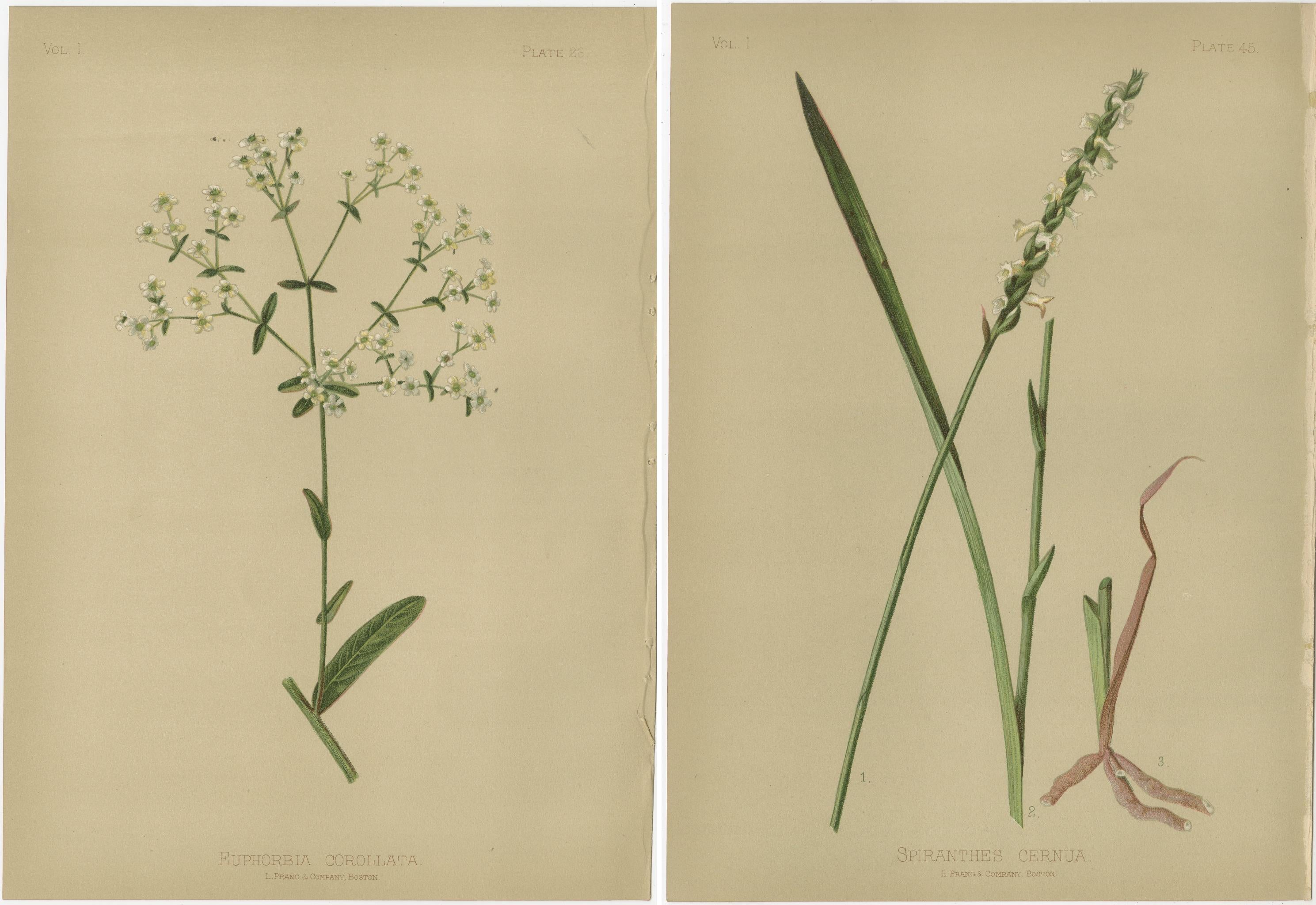 Late 19th Century Floral Symmetry: Euphorbia and Spiranthes in Chromolithograph, 1879