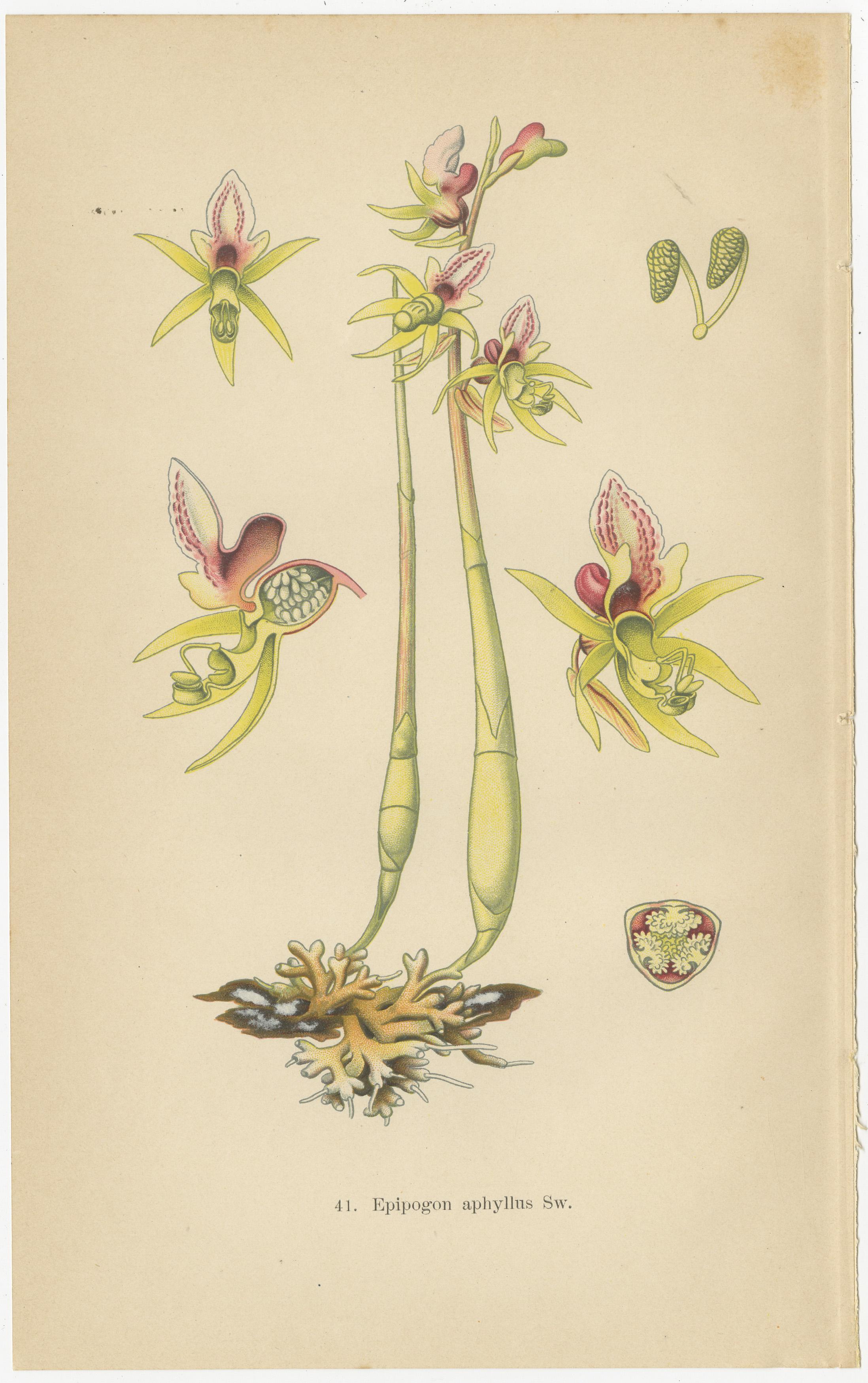 Symphonie florale : Les illustrations botaniques de Müller de 1904

Ce collage comprend trois gravures botaniques tirées du tome de 1904 de Walter Müller, qui a méticuleusement répertorié les principales formes des espèces d'orchidées présentes en
