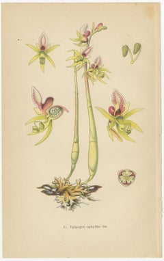 Floral Symphony: Müller's 1904 Botanical Illustrations