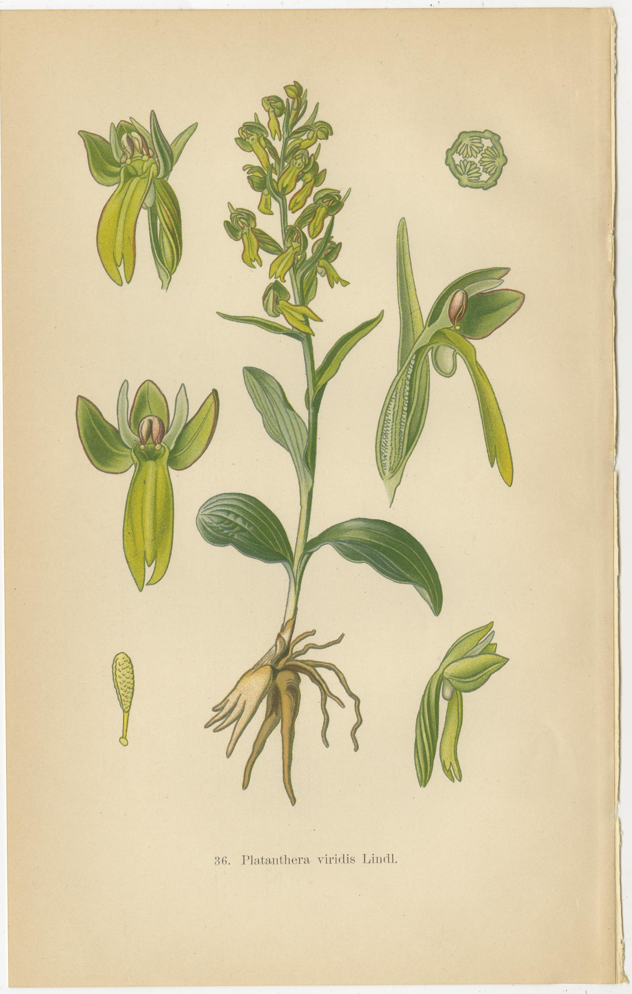 Symphonie florale : Les illustrations botaniques de Müller de 1904 Bon état - En vente à Langweer, NL