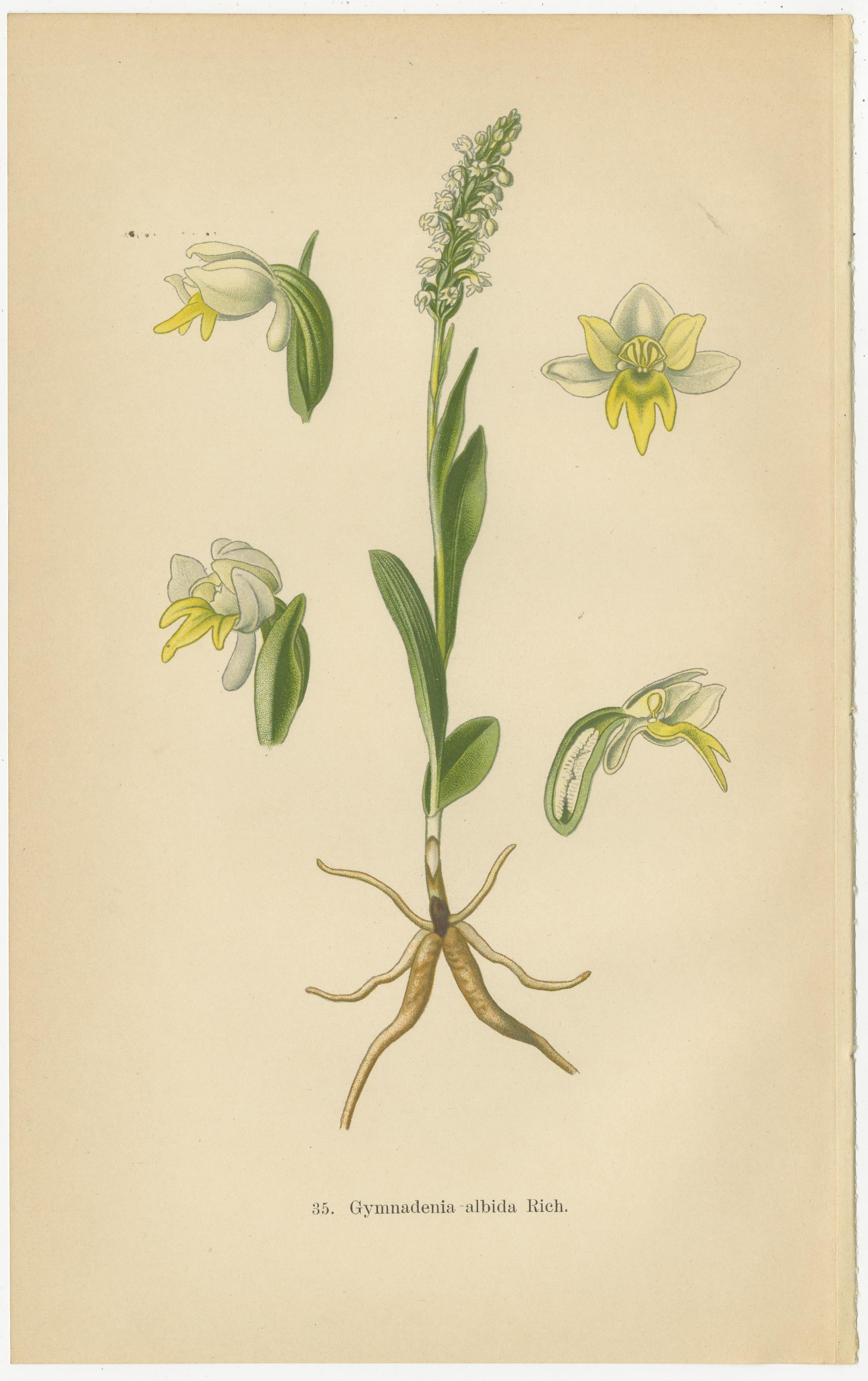 Early 20th Century Floral Symphony: Müller's 1904 Botanical Illustrations For Sale