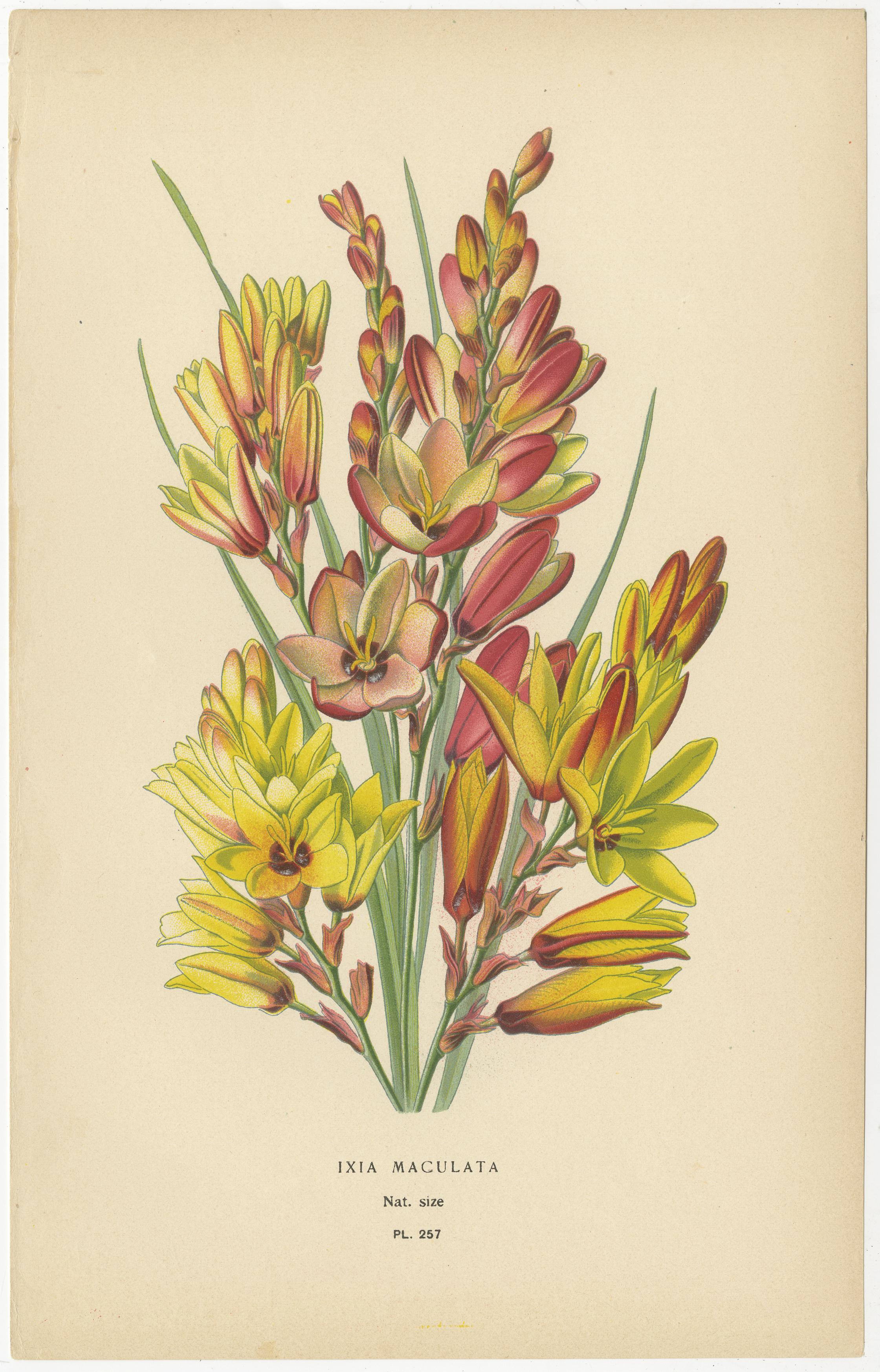 Les six chromolithographies suivantes font partie d'une collection publiée en 1896, créée par Désiré Bois et Edward Step. Ils illustrent des sujets botaniques avec une attention remarquable aux détails et aux couleurs, mettant en valeur les plantes
