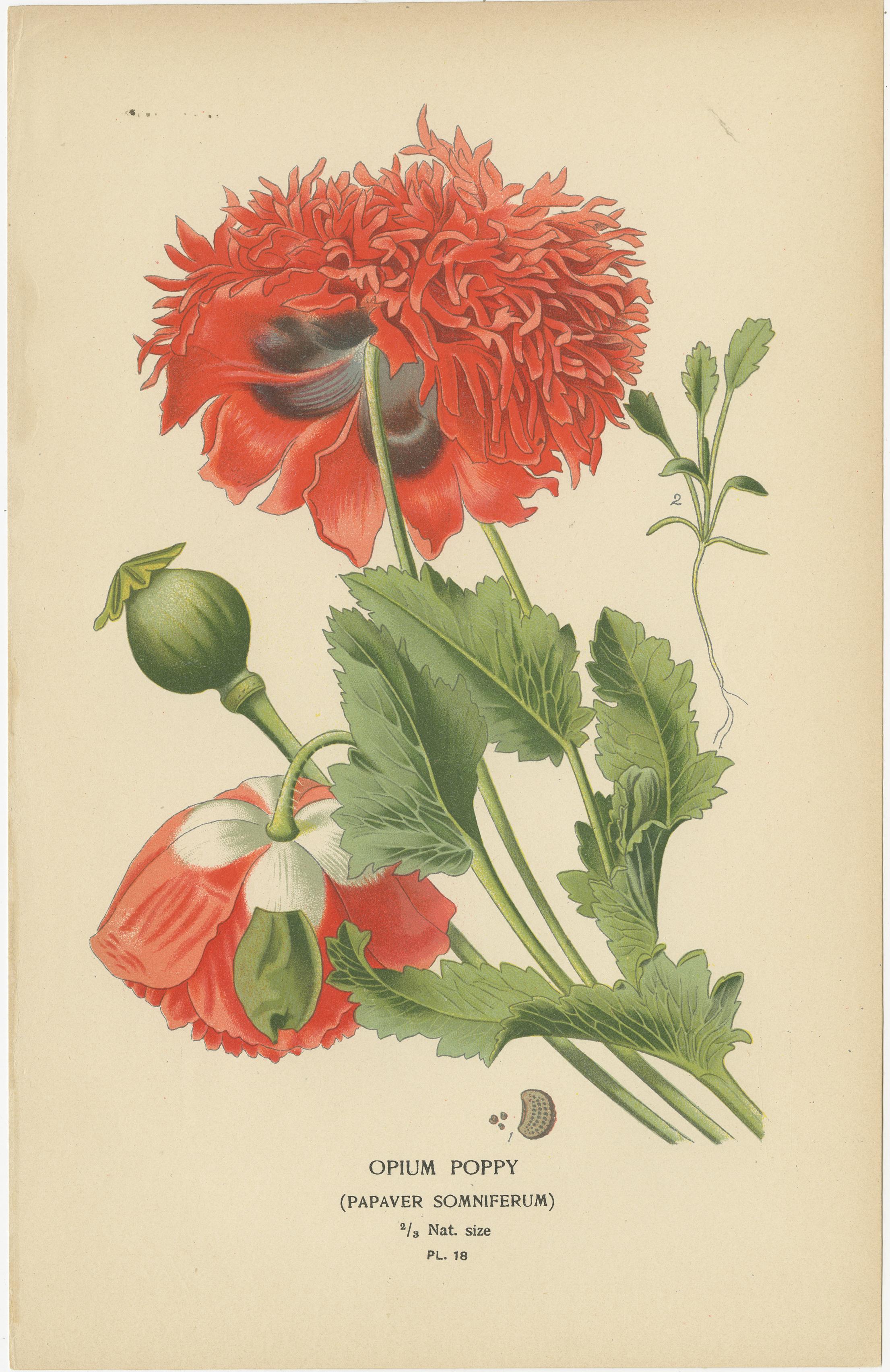 Trésors floraux : Chromolithographies du XIXe siècle de la collection botanique Bon état - En vente à Langweer, NL