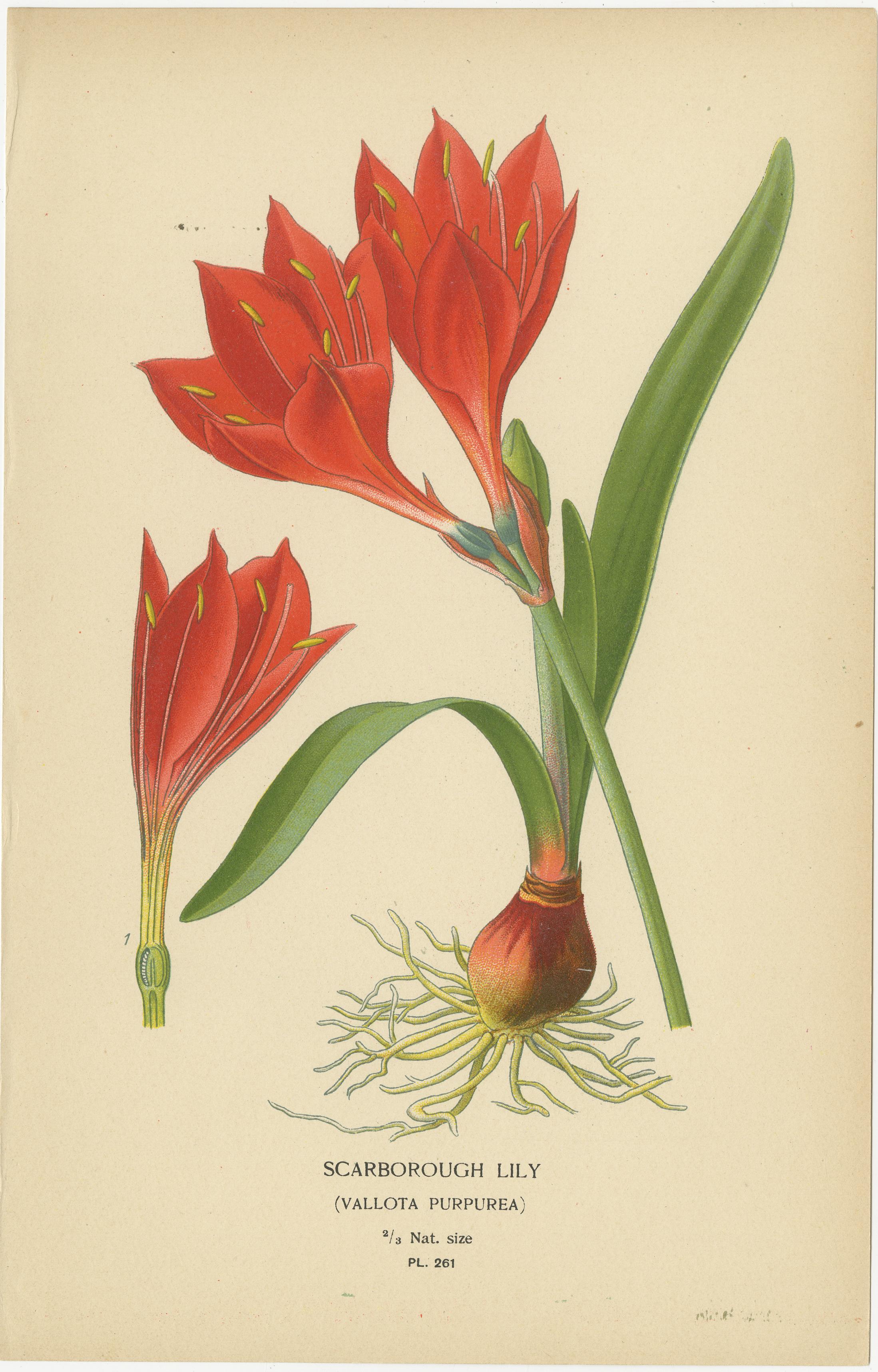 Fin du XIXe siècle Trésors floraux : Chromolithographies du XIXe siècle de la collection botanique en vente