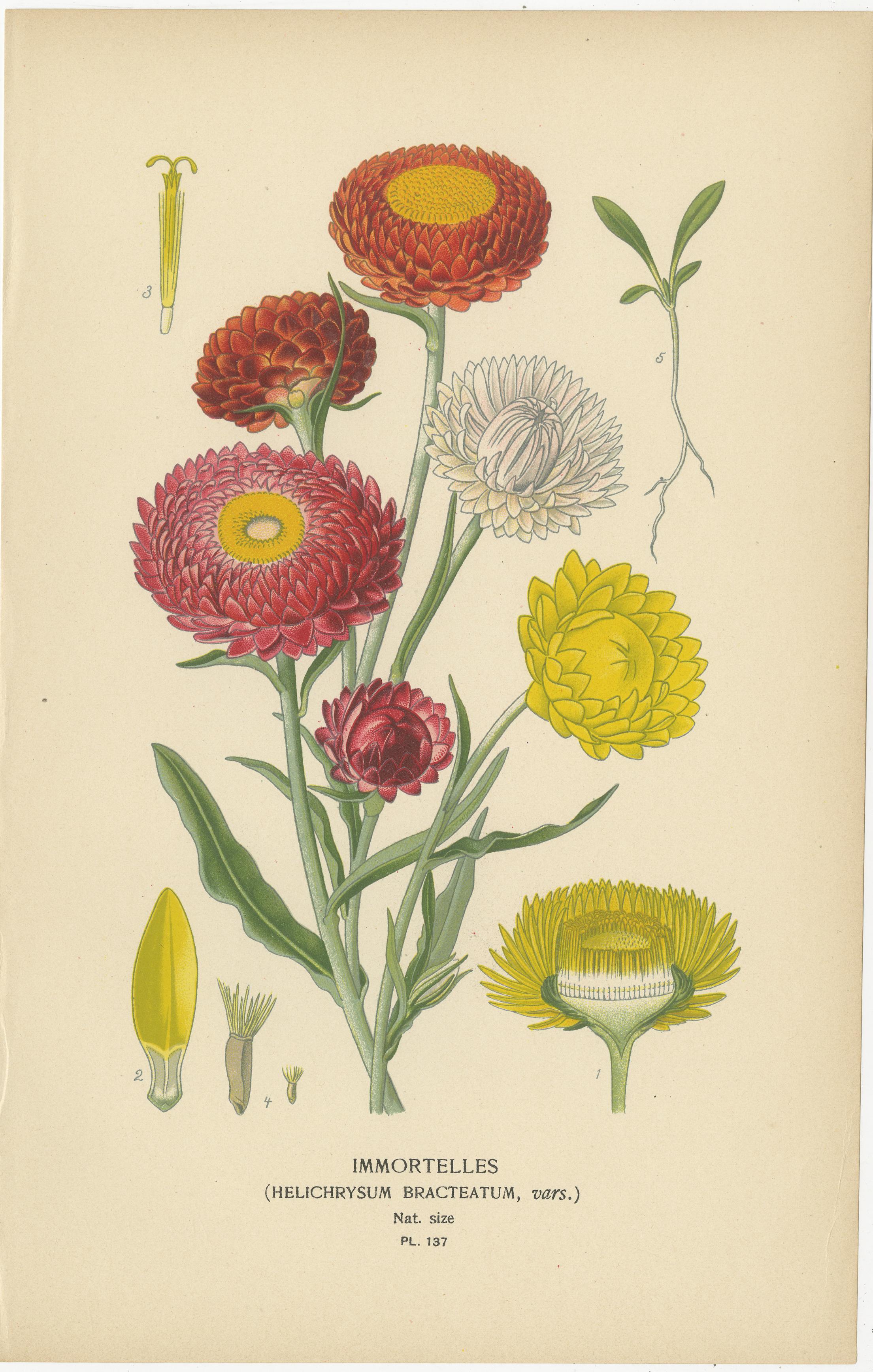 Papier Trésors floraux : Chromolithographies du XIXe siècle de la collection botanique en vente