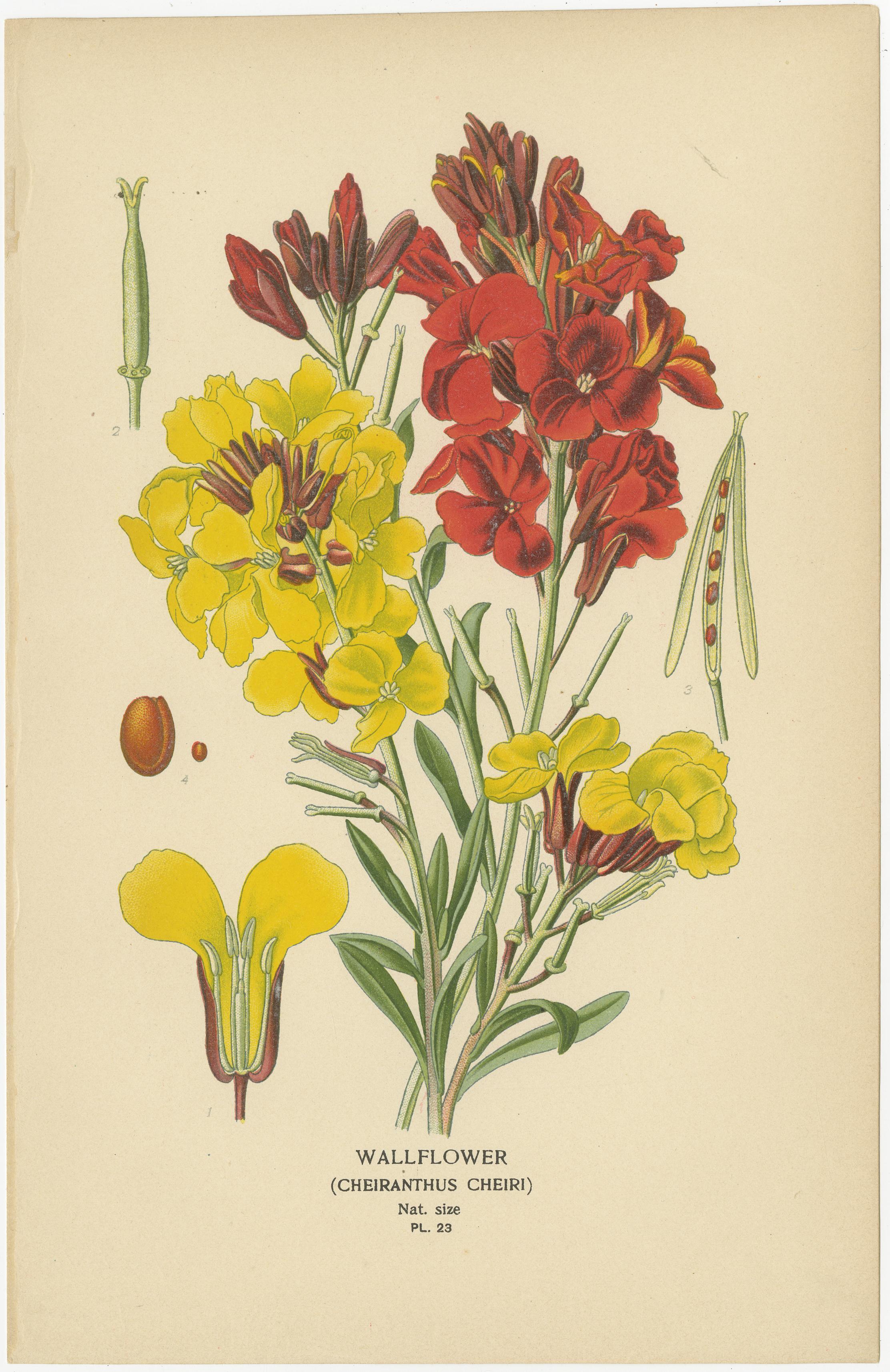 Trésors floraux : Chromolithographies du XIXe siècle de la collection botanique en vente 1