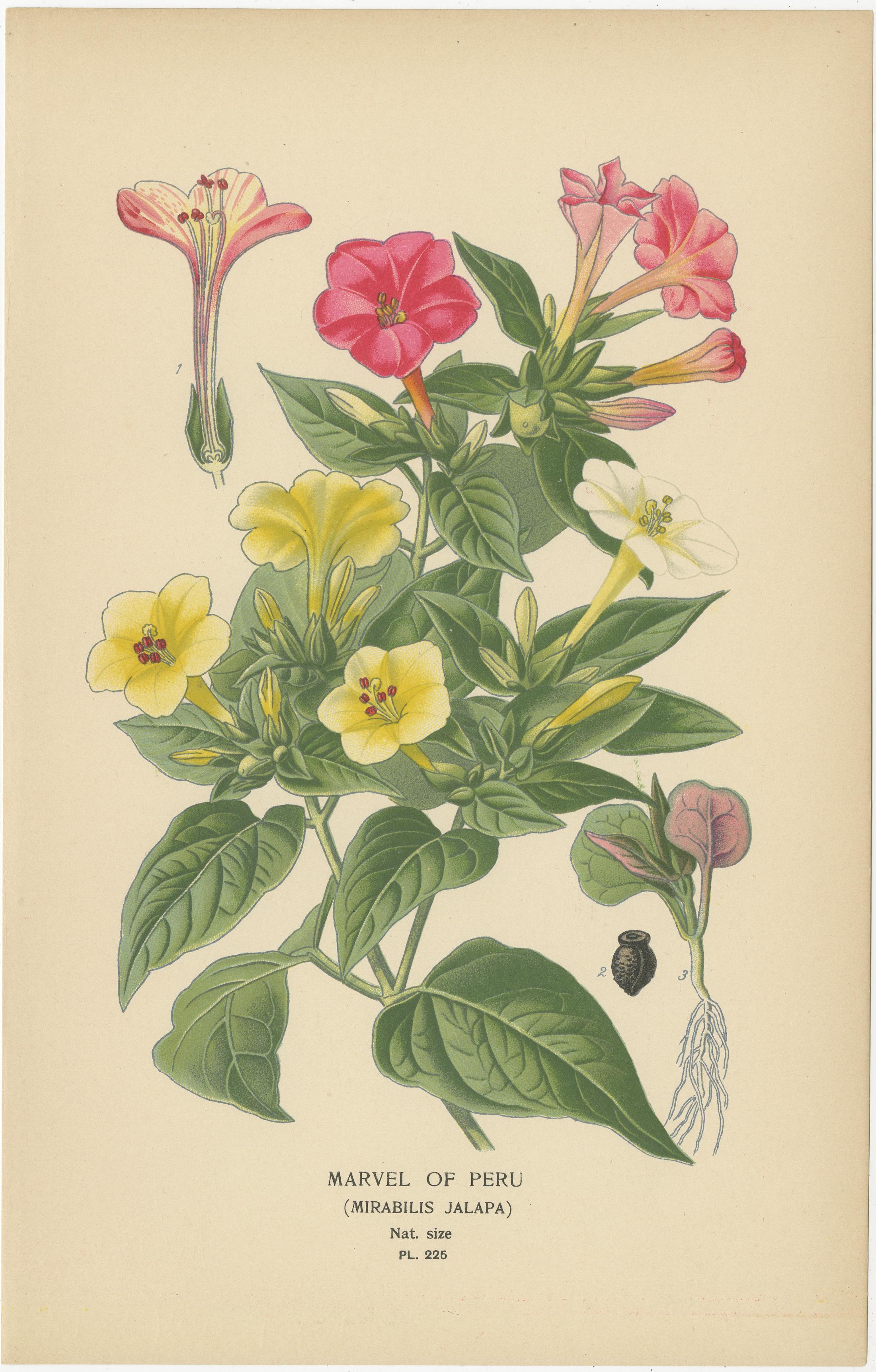 Trésors floraux : Chromolithographies du XIXe siècle de la collection botanique en vente 2