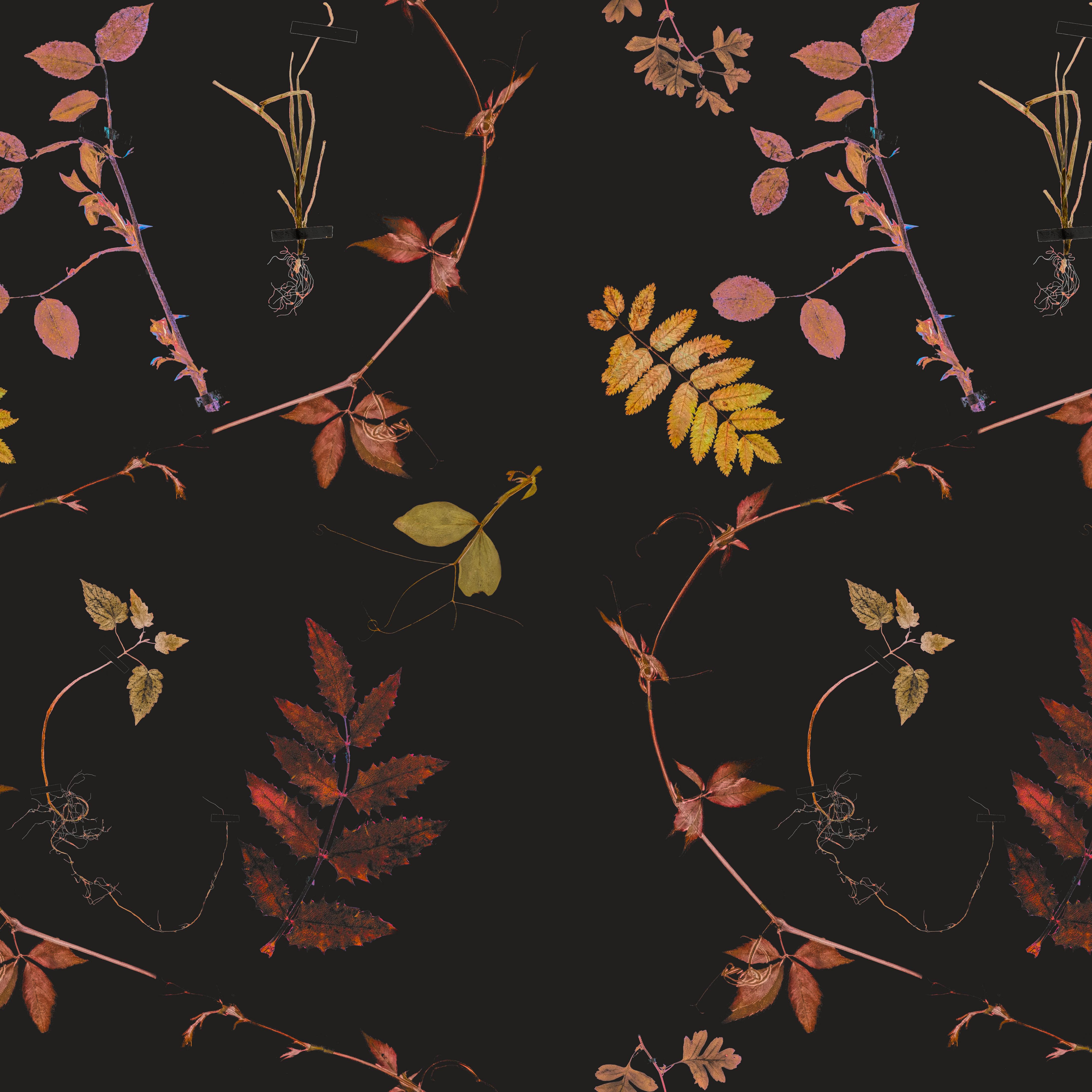 MINIMUM ORDER 4 ROLLS FOR A TOTAL OF 44 YARDS. 

Based on our collection of antique herbarium albums from The Netherlands the resulting designs weave the plant specimens into new patterns.
This range is both traditional and modern, and updates the
