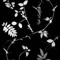 Carta da parati floreale su sfondo nero: Giardino olandese
