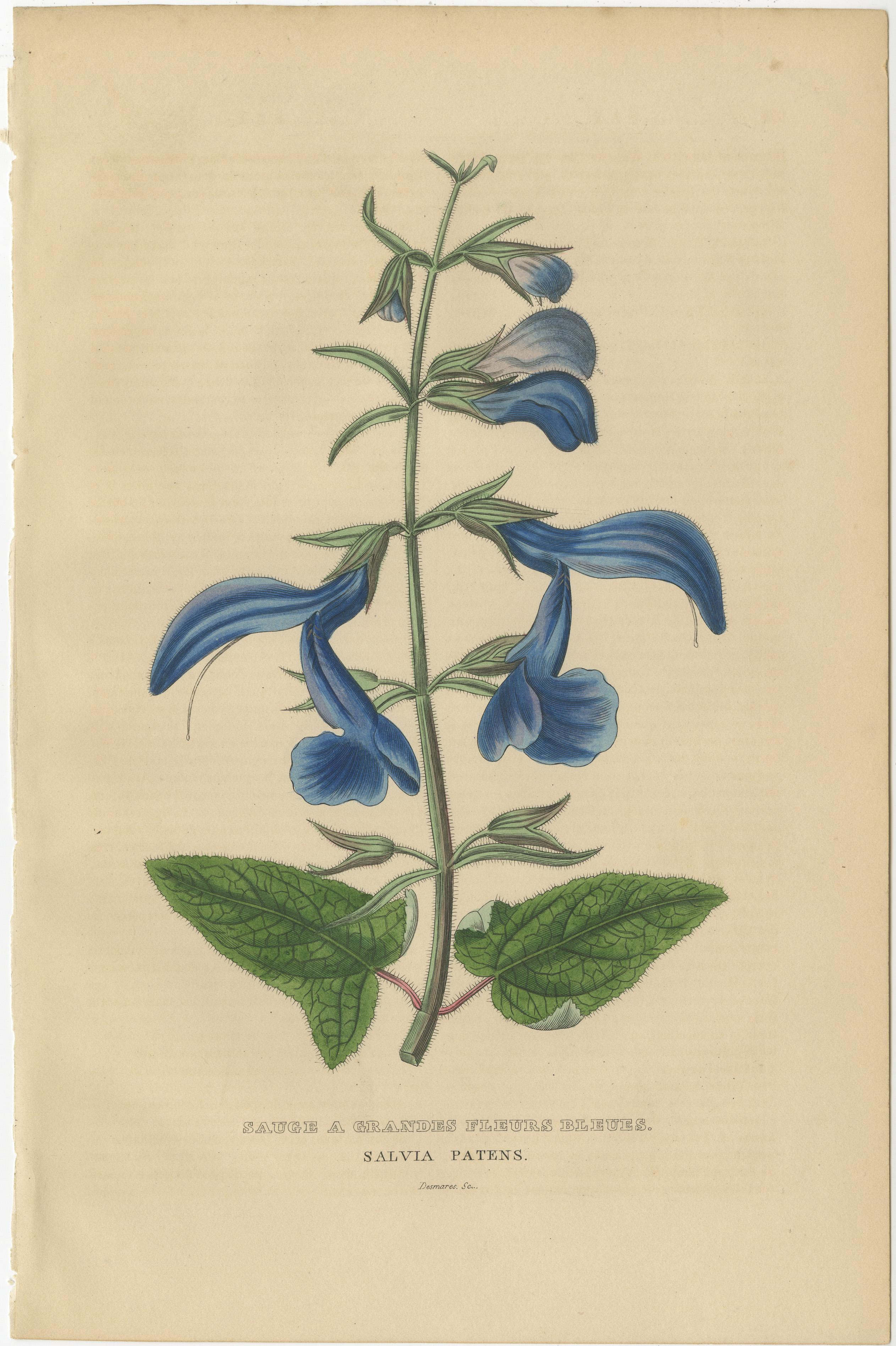 Diese handkolorierten Stiche sind aufwändige botanische Illustrationen aus dem angesehenen 