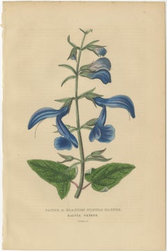 Flora's Chromatic Splendor: Hand-Colored Engravings of 1845