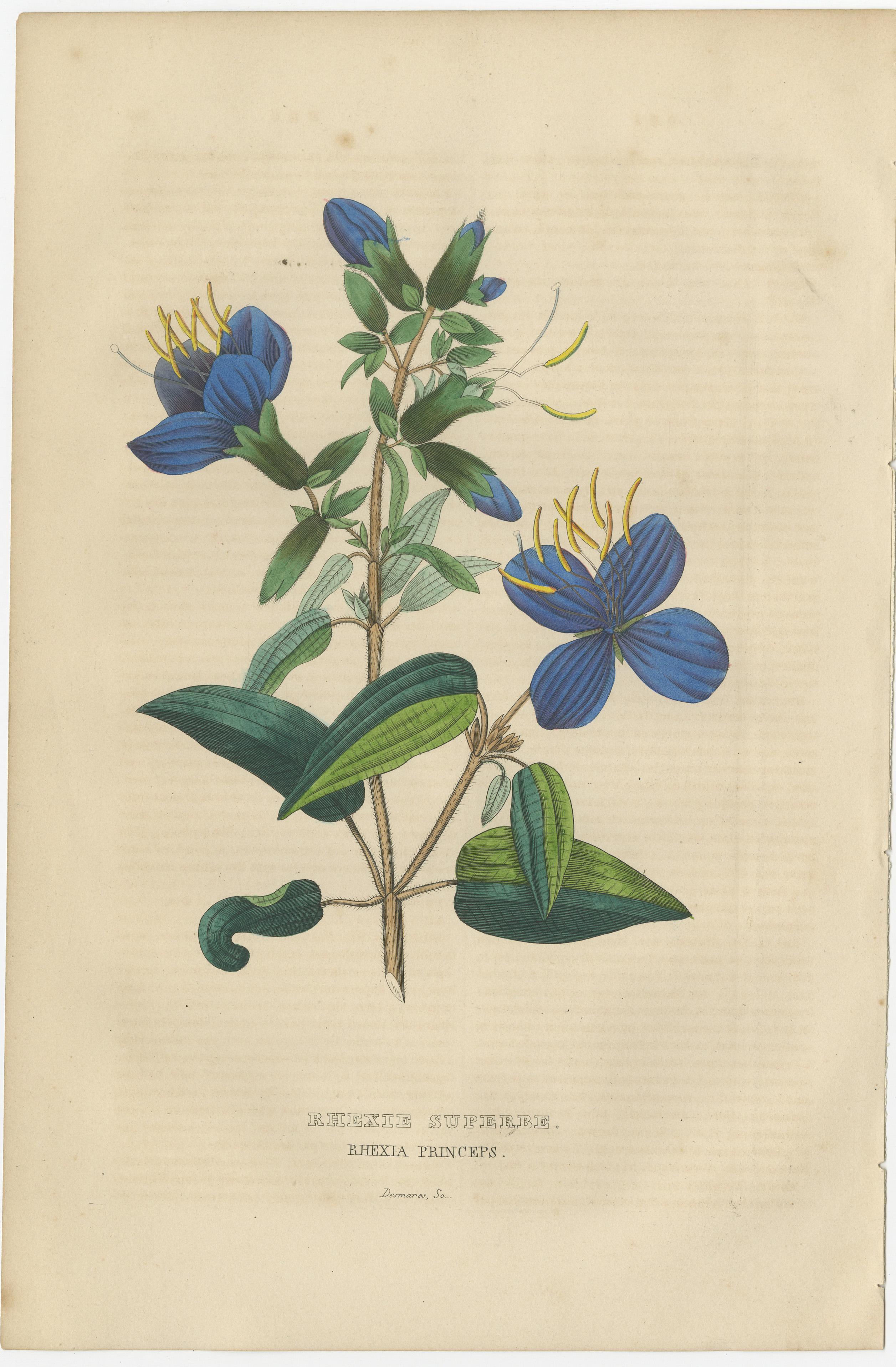 Flora's Chromatic Splendor: Handkolorierte Gravuren von 1845 (Graviert) im Angebot