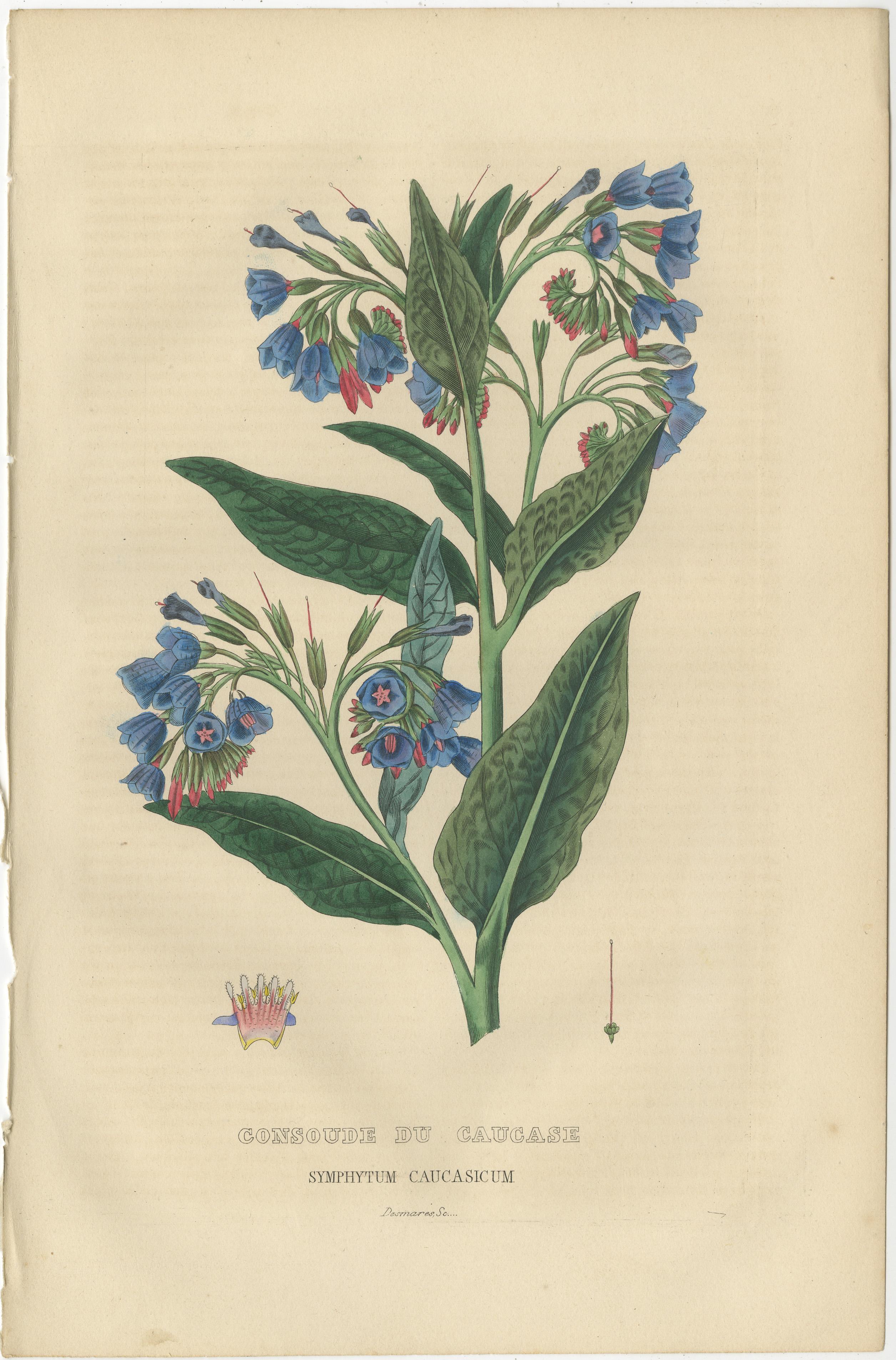 Flora's Chromatic Splendor: Handkolorierte Gravuren von 1845 im Zustand „Gut“ im Angebot in Langweer, NL