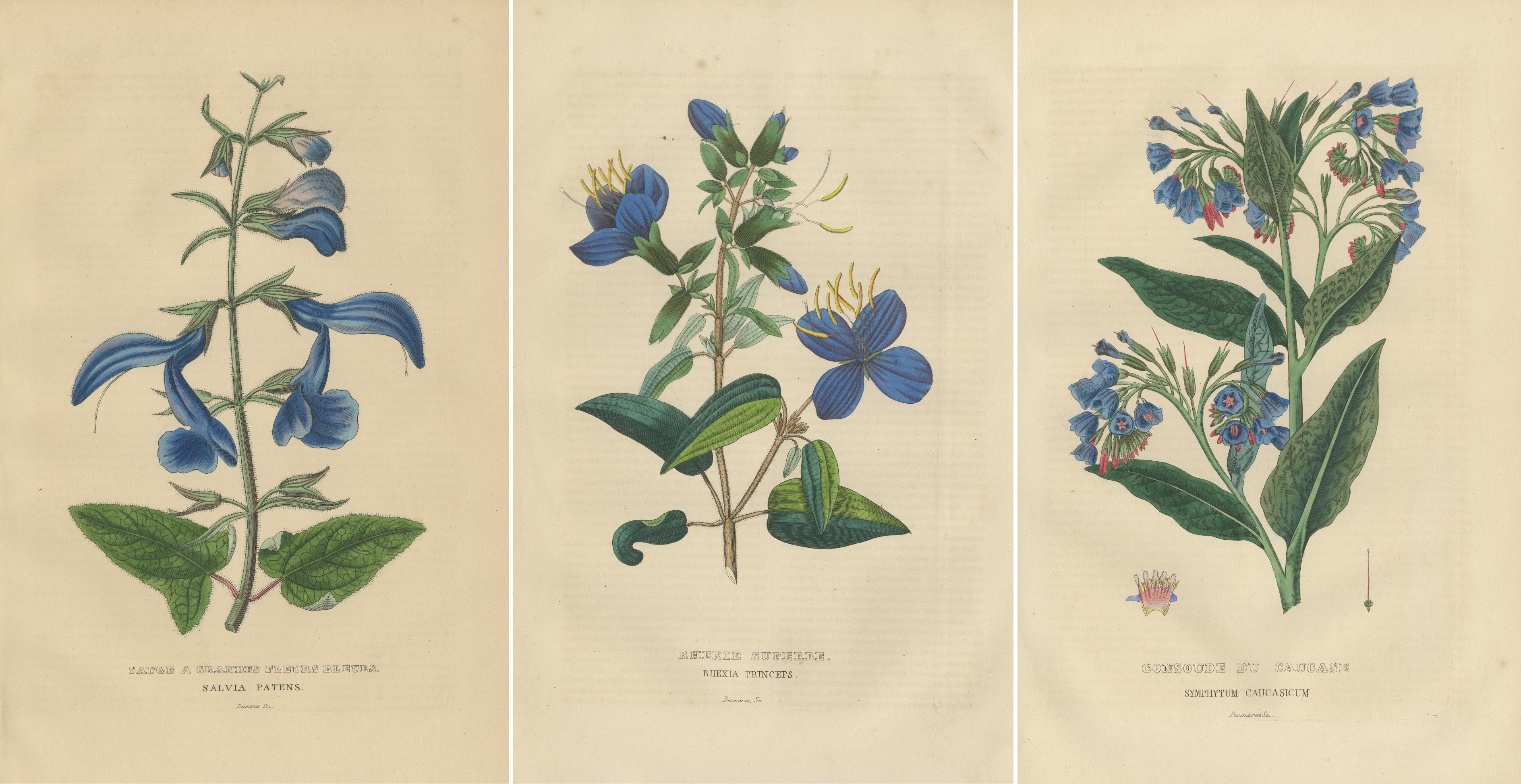 Flora's Chromatic Splendor: Handkolorierte Gravuren von 1845 (19. Jahrhundert) im Angebot