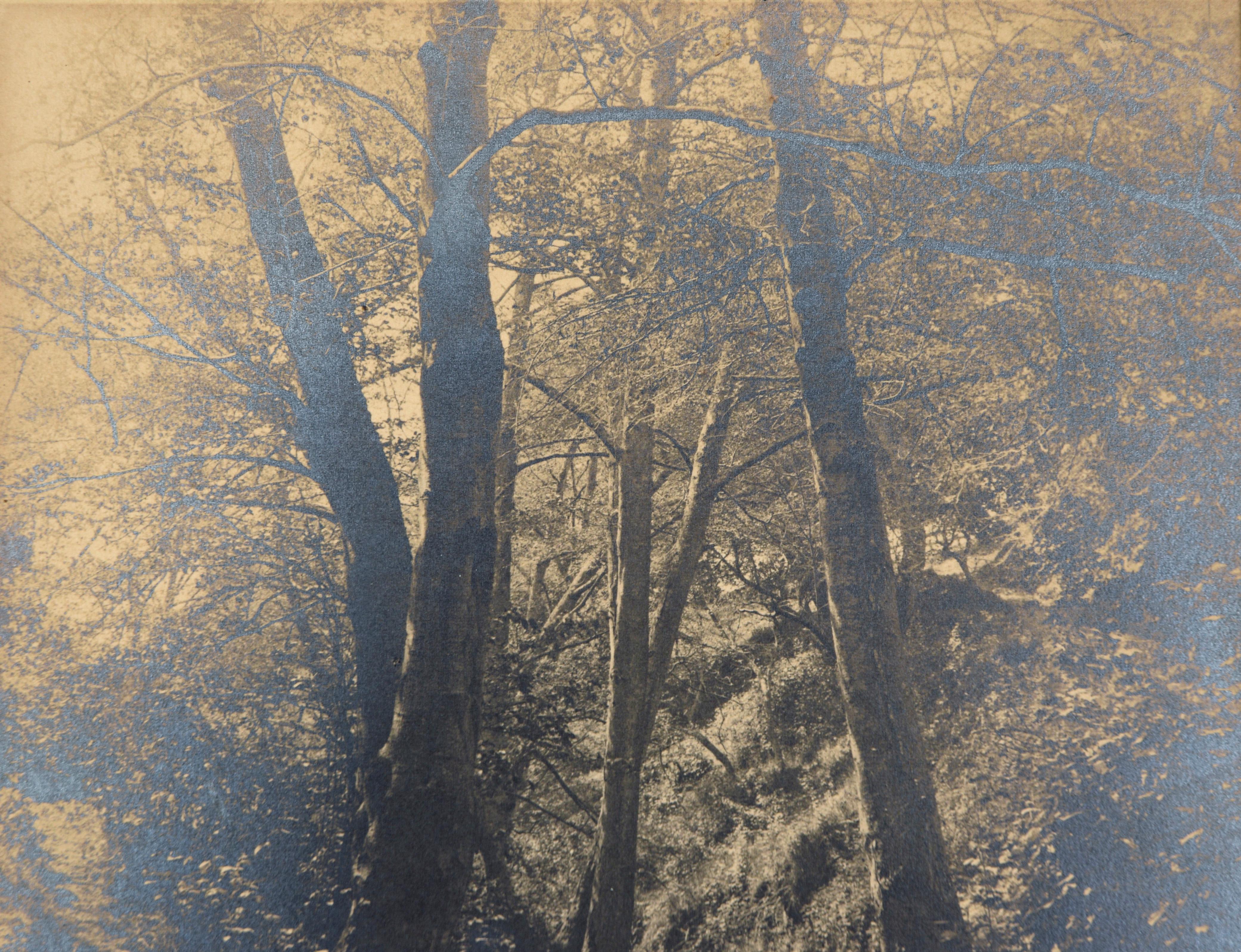 Ruisseau tranquille dans la forêt - Silver Gelatin Print

Cette photo représente un ruisseau peu profond qui coule dans les bois. Elle a été prise par le photographe de San Francisco Florencio E. Monteverde (italien/américain, 19e s.). La photo est